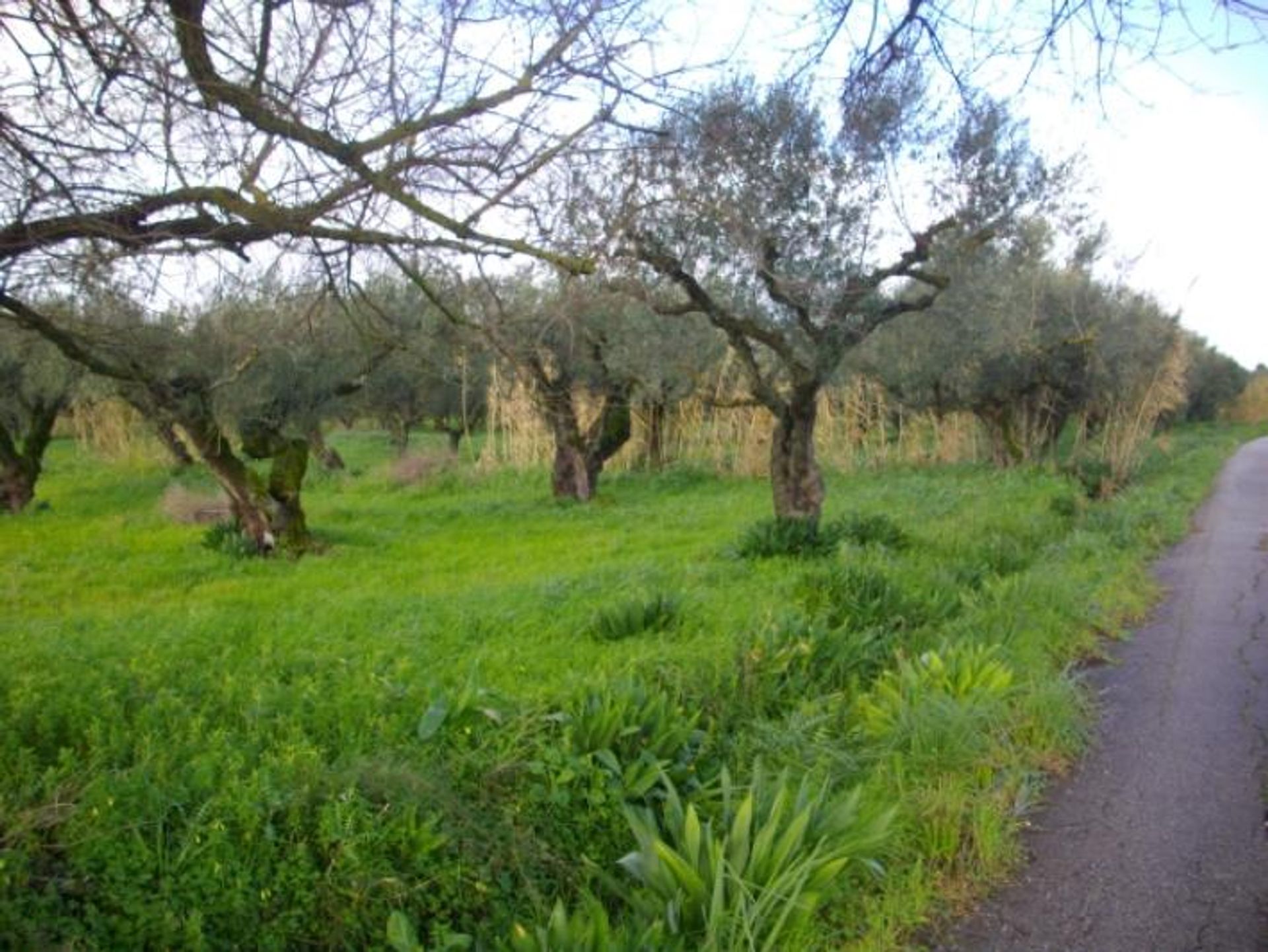 ארץ ב Zakynthos, Zakinthos 10086758