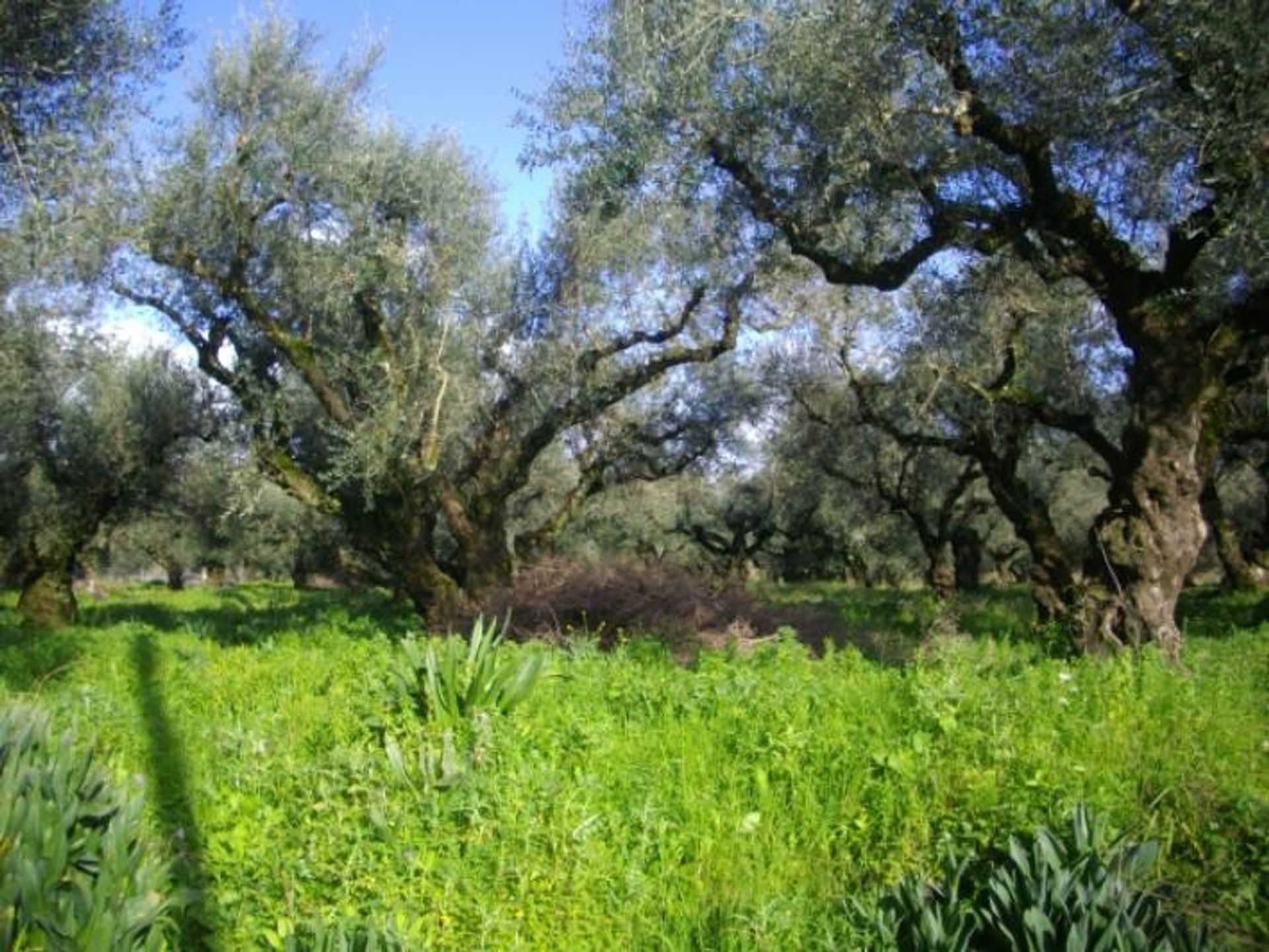 Tanah dalam Zakynthos, Zakinthos 10086758