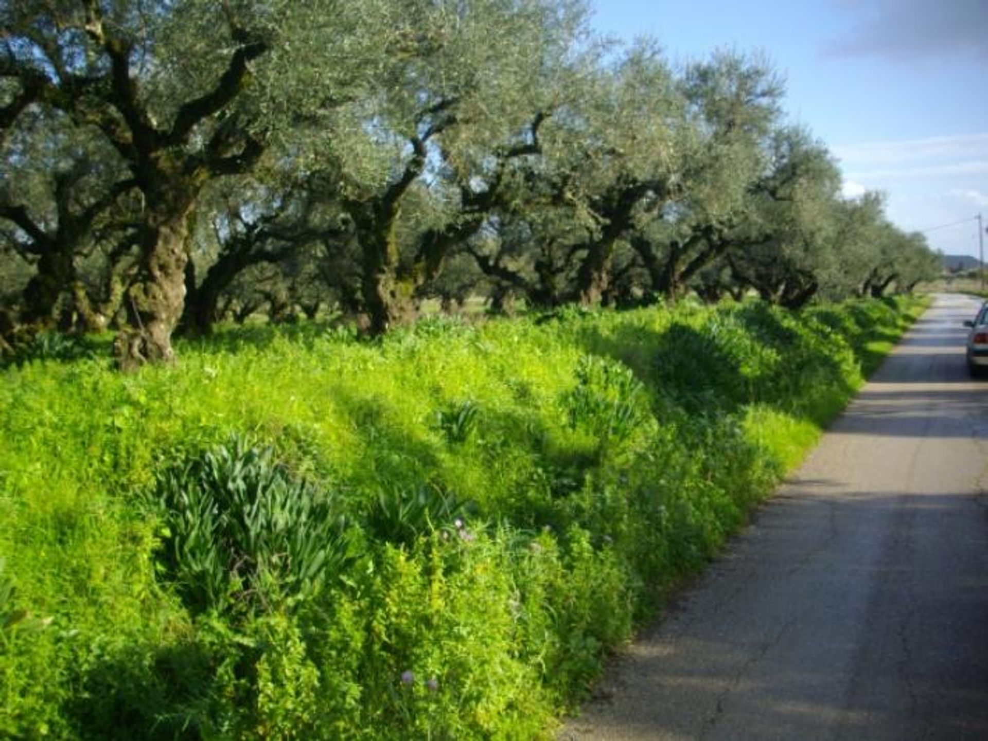 Tanah dalam Zakynthos, Zakinthos 10086758