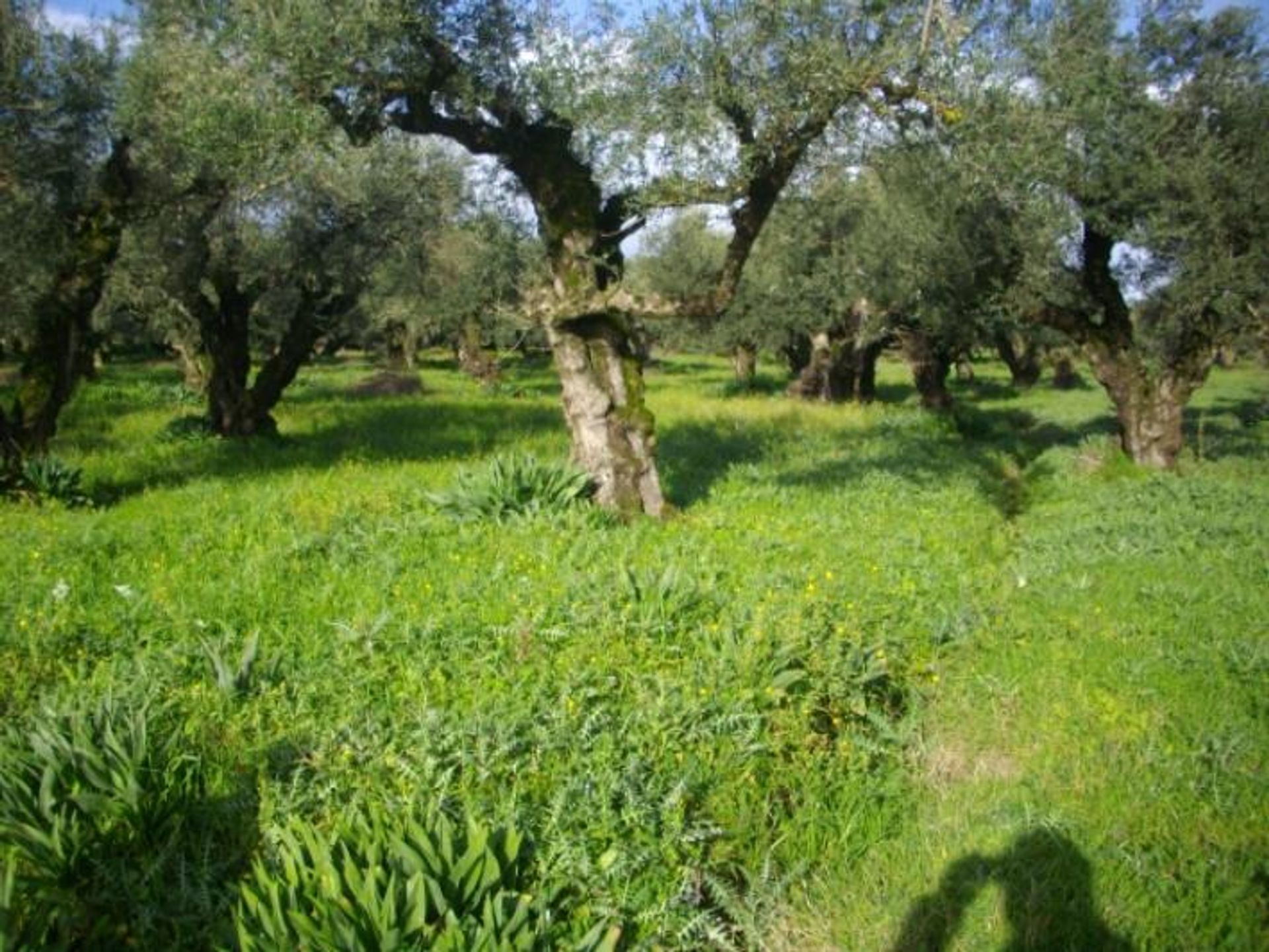 Tanah dalam Zakynthos, Zakinthos 10086758