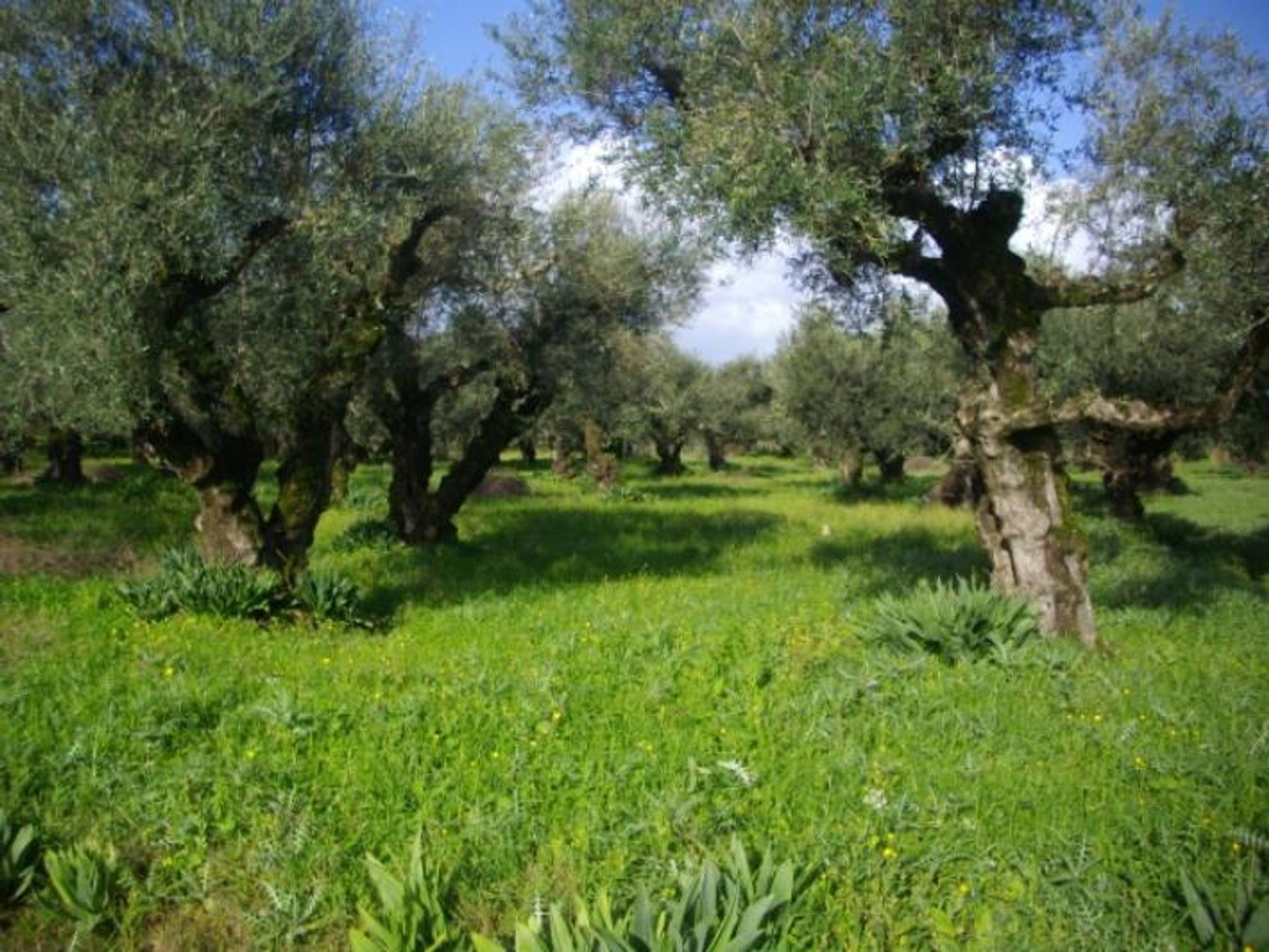 Tanah dalam Zakynthos, Zakinthos 10086758