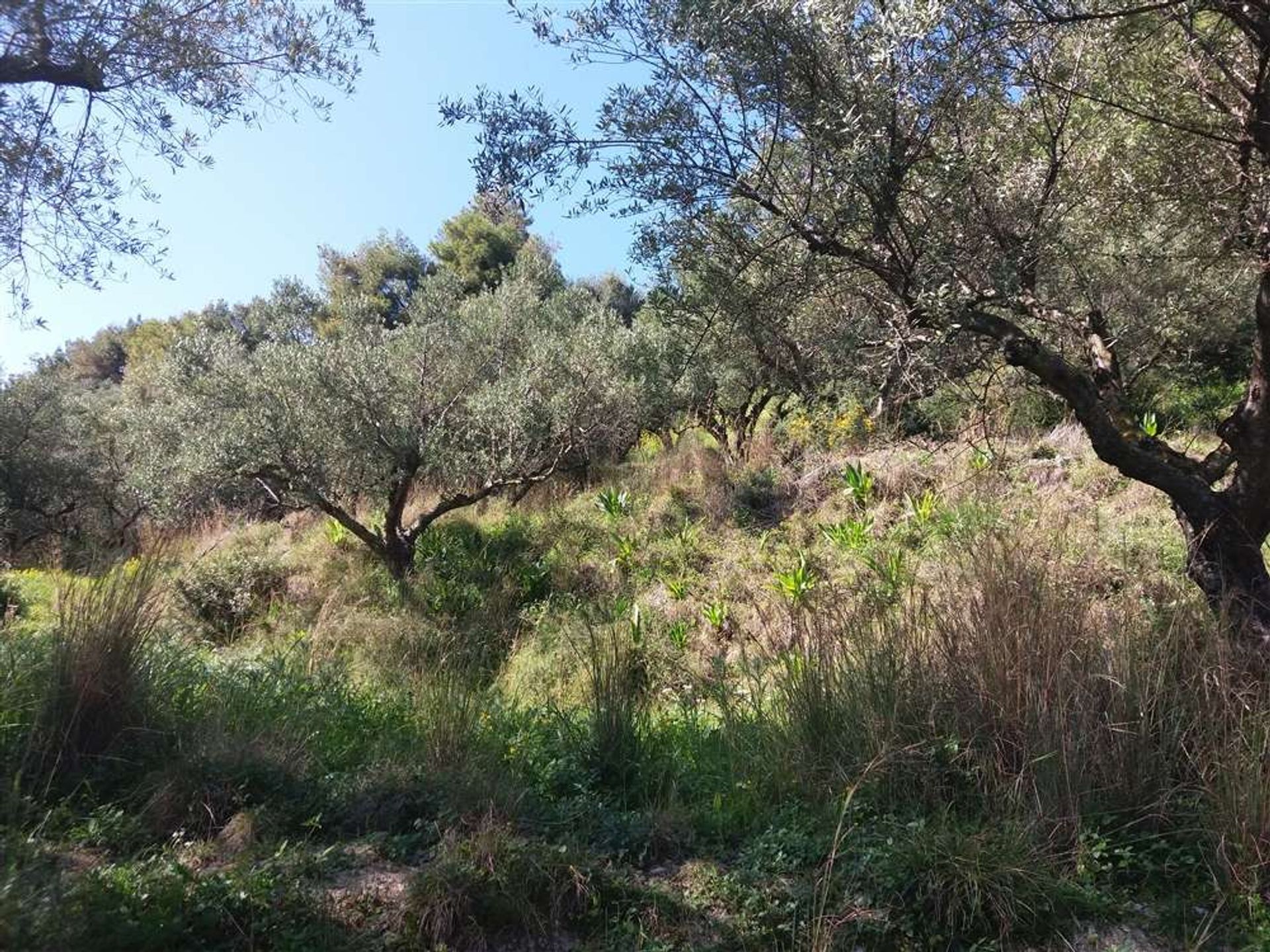 Γη σε Zakynthos, Zakinthos 10086776