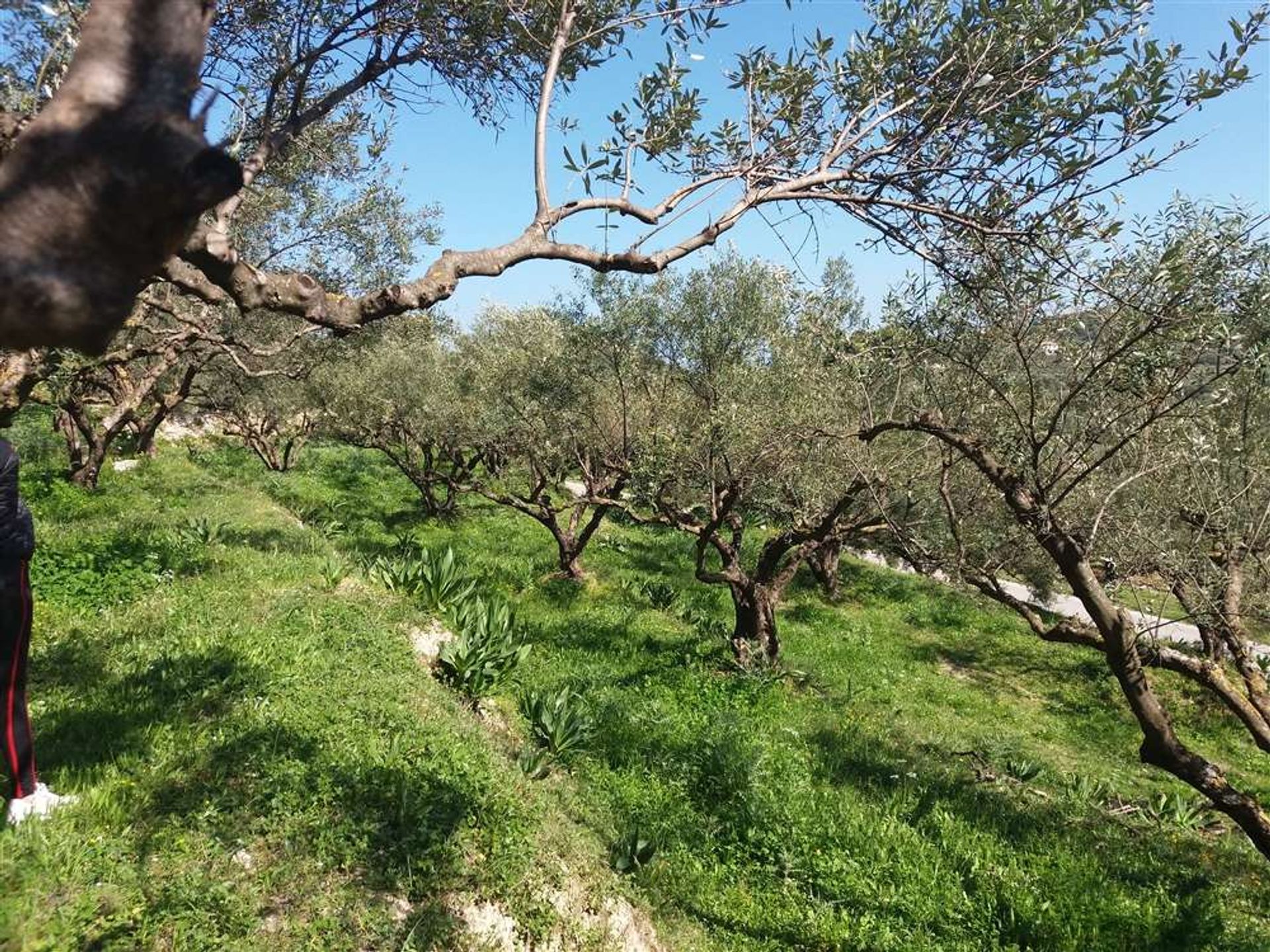 Wylądować w Zakynthos, Zakinthos 10086776