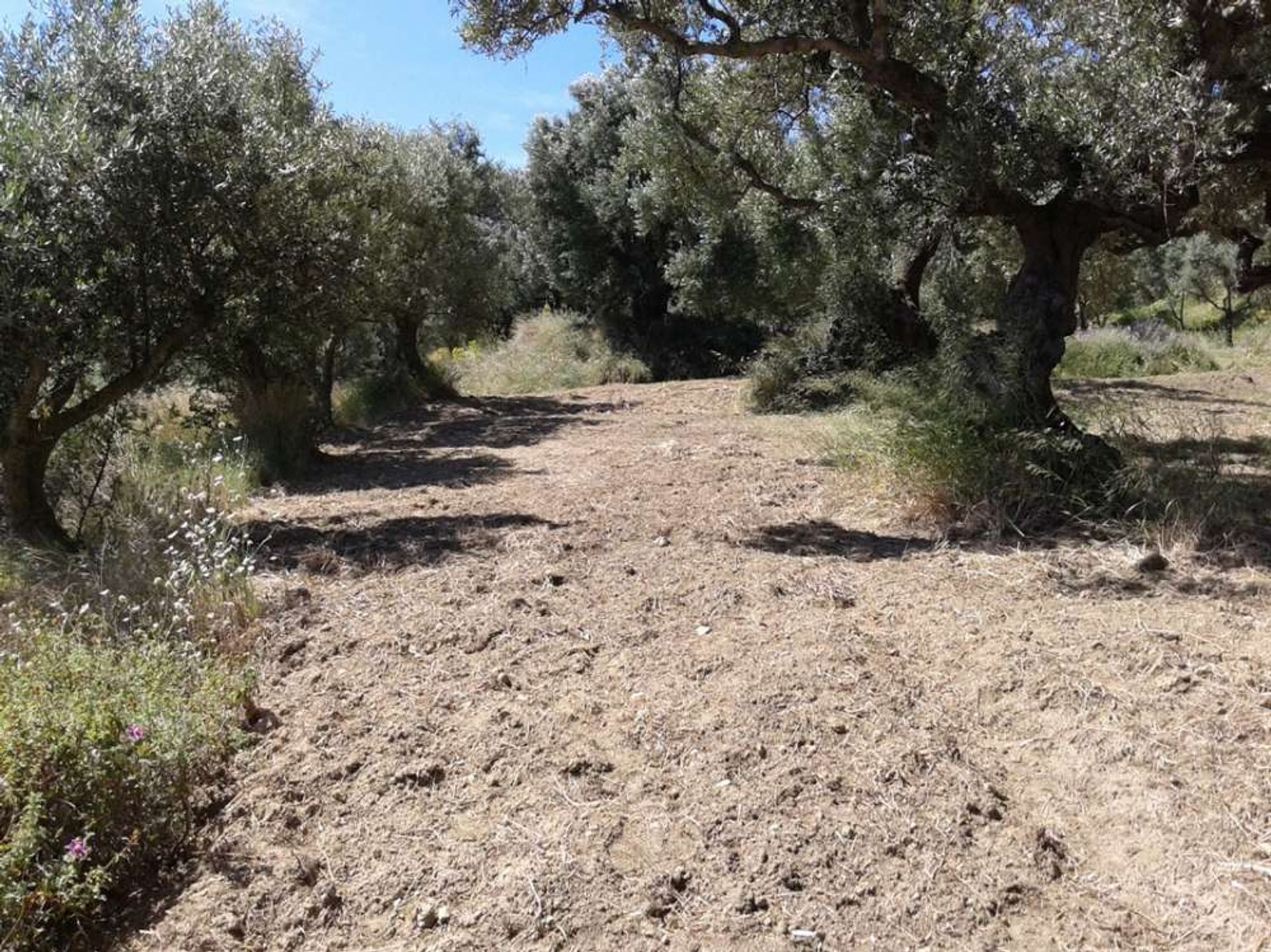 Tanah di Zakynthos, Zakinthos 10086777