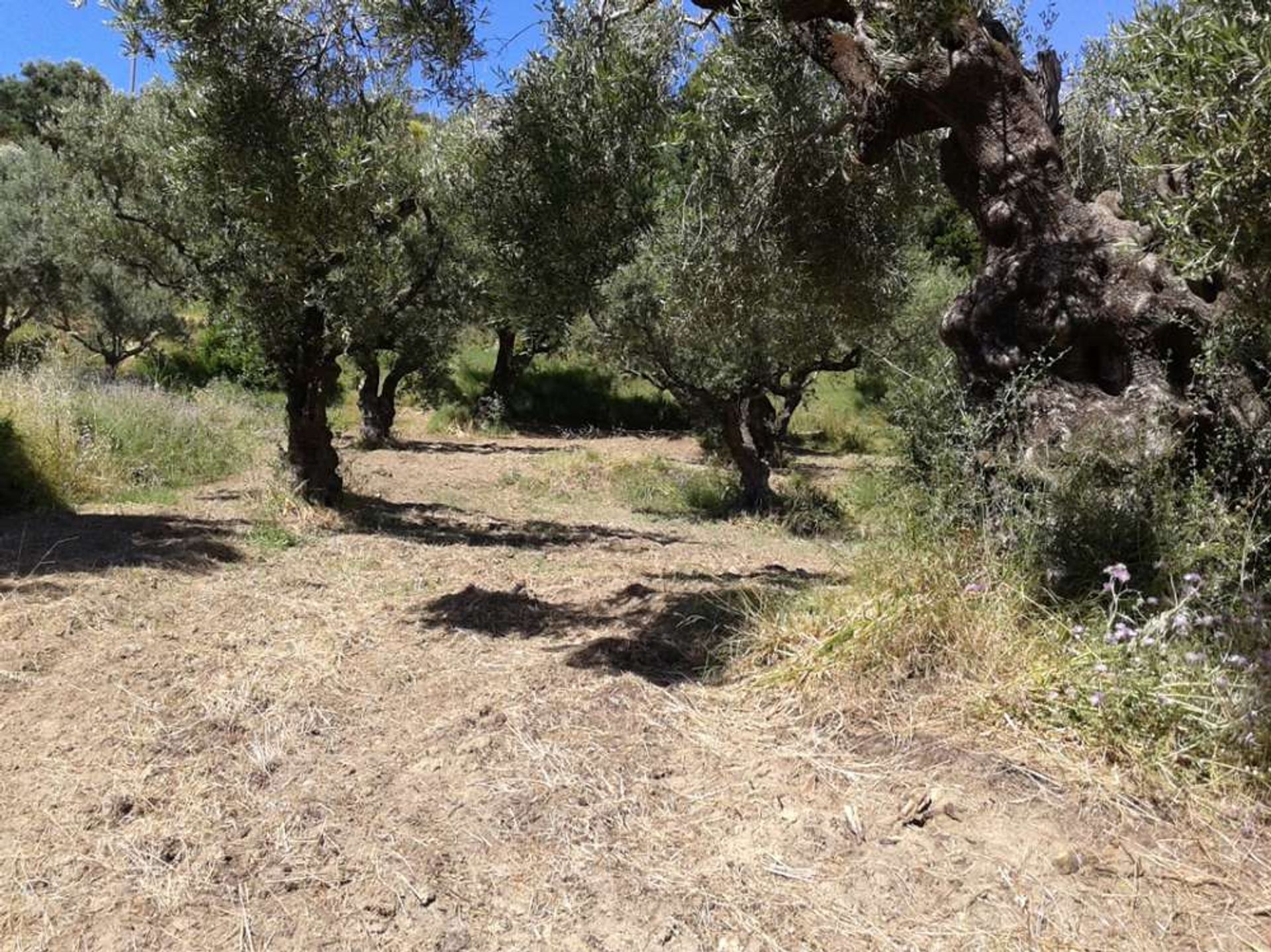 Tanah di Zakynthos, Zakinthos 10086777