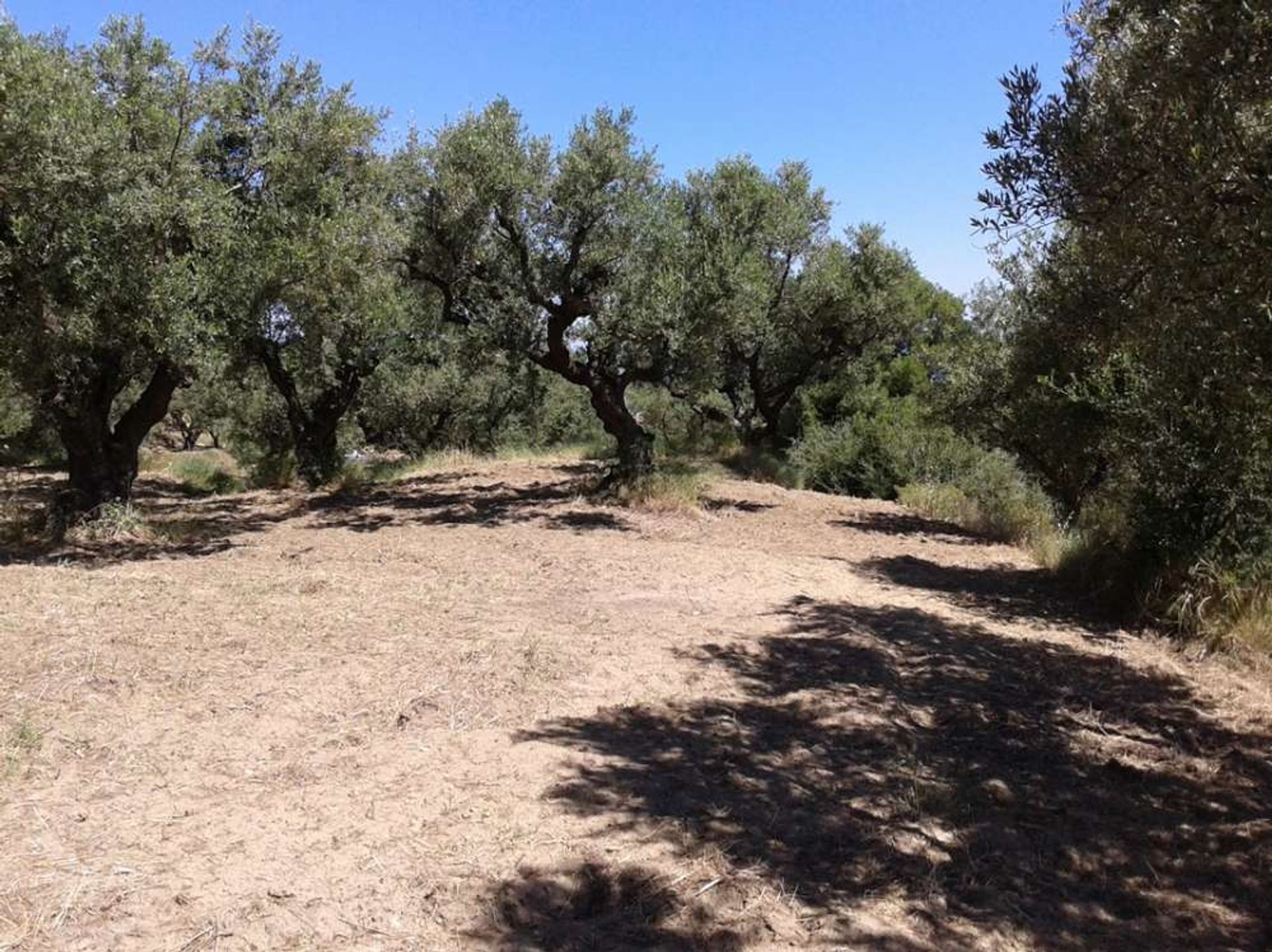 Tanah di Zakynthos, Zakinthos 10086777