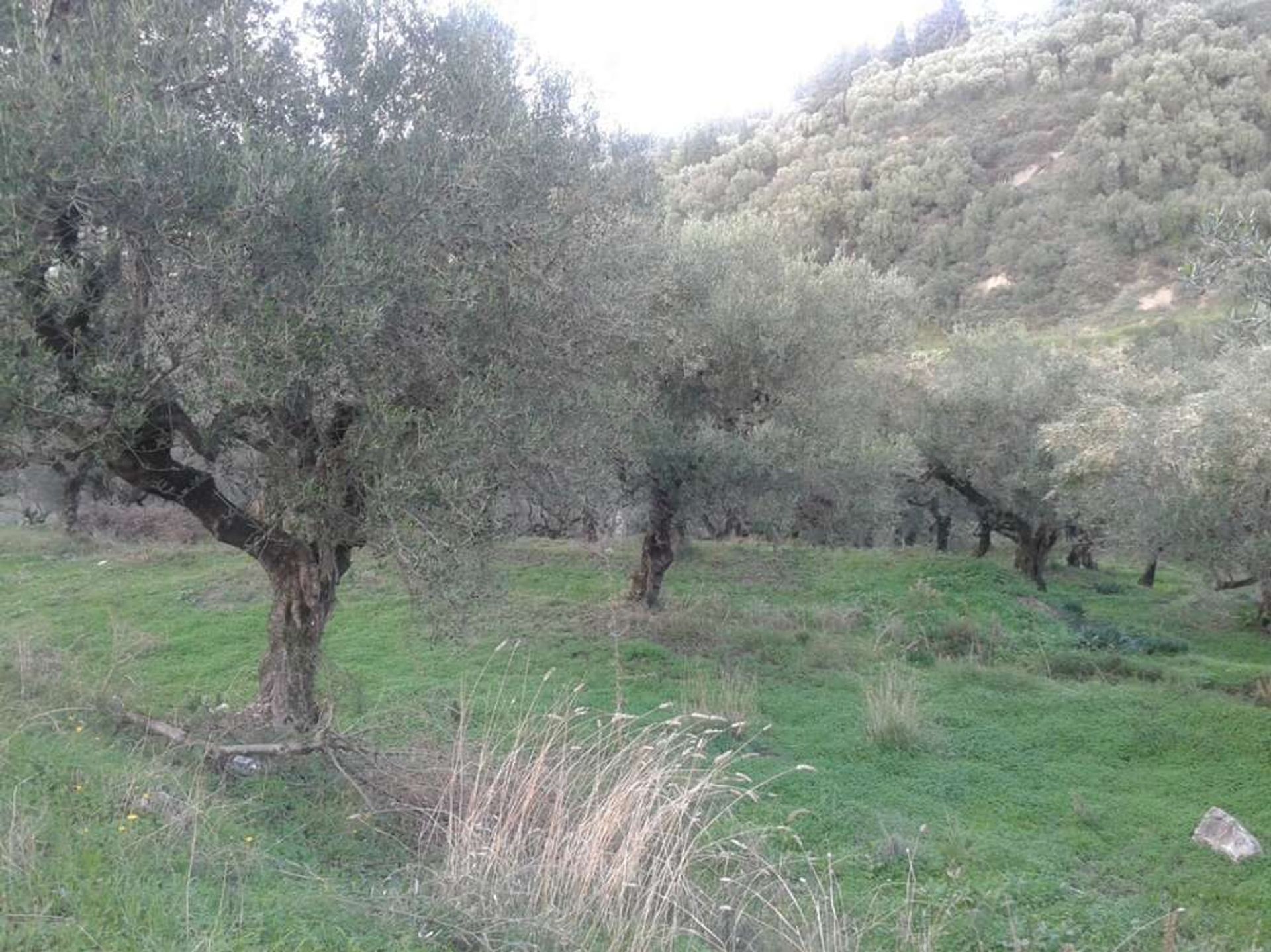 Земельные участки в Zakynthos, Zakinthos 10086778