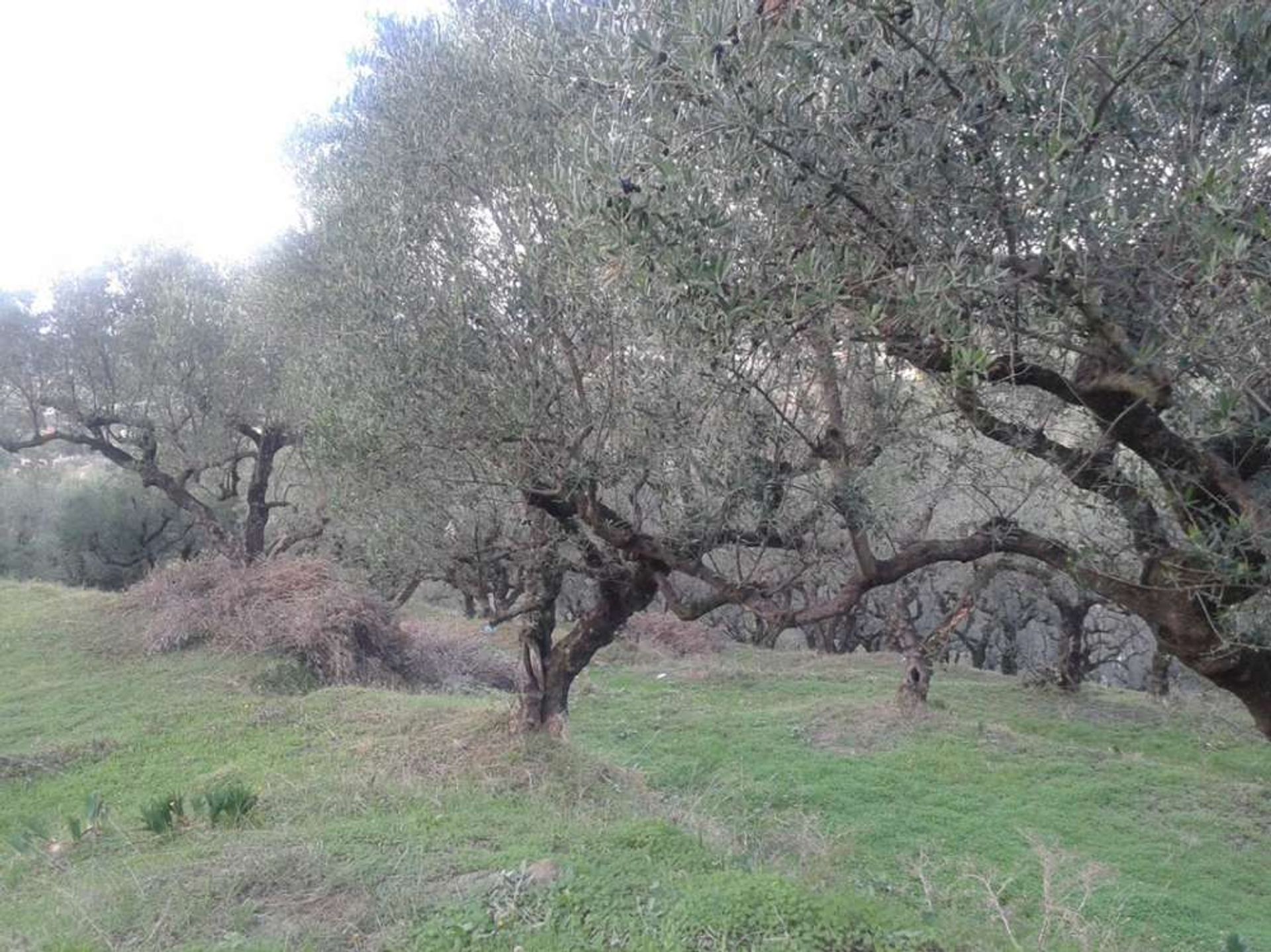 Земельные участки в Zakynthos, Zakinthos 10086778