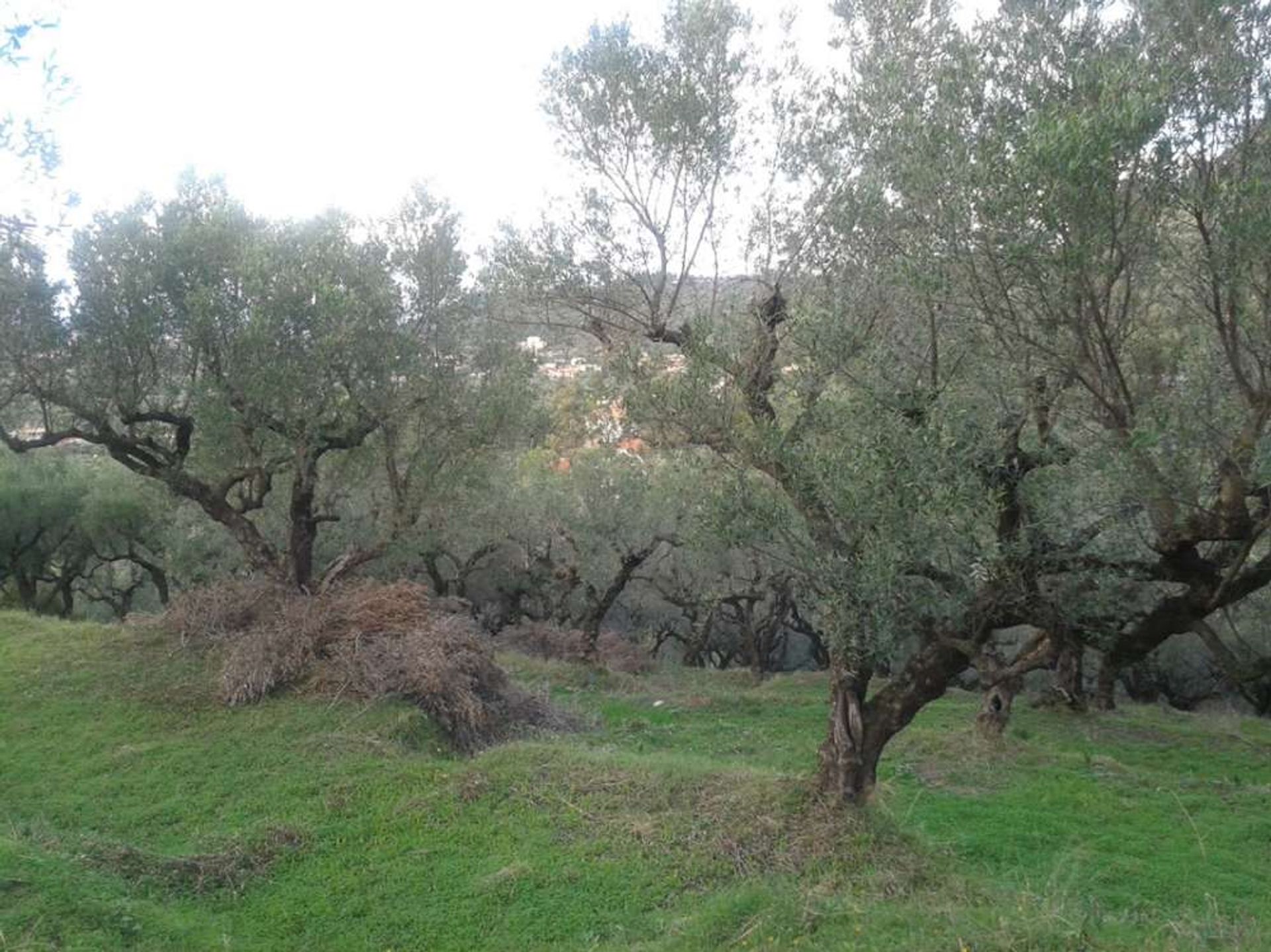 Земельные участки в Zakynthos, Zakinthos 10086778