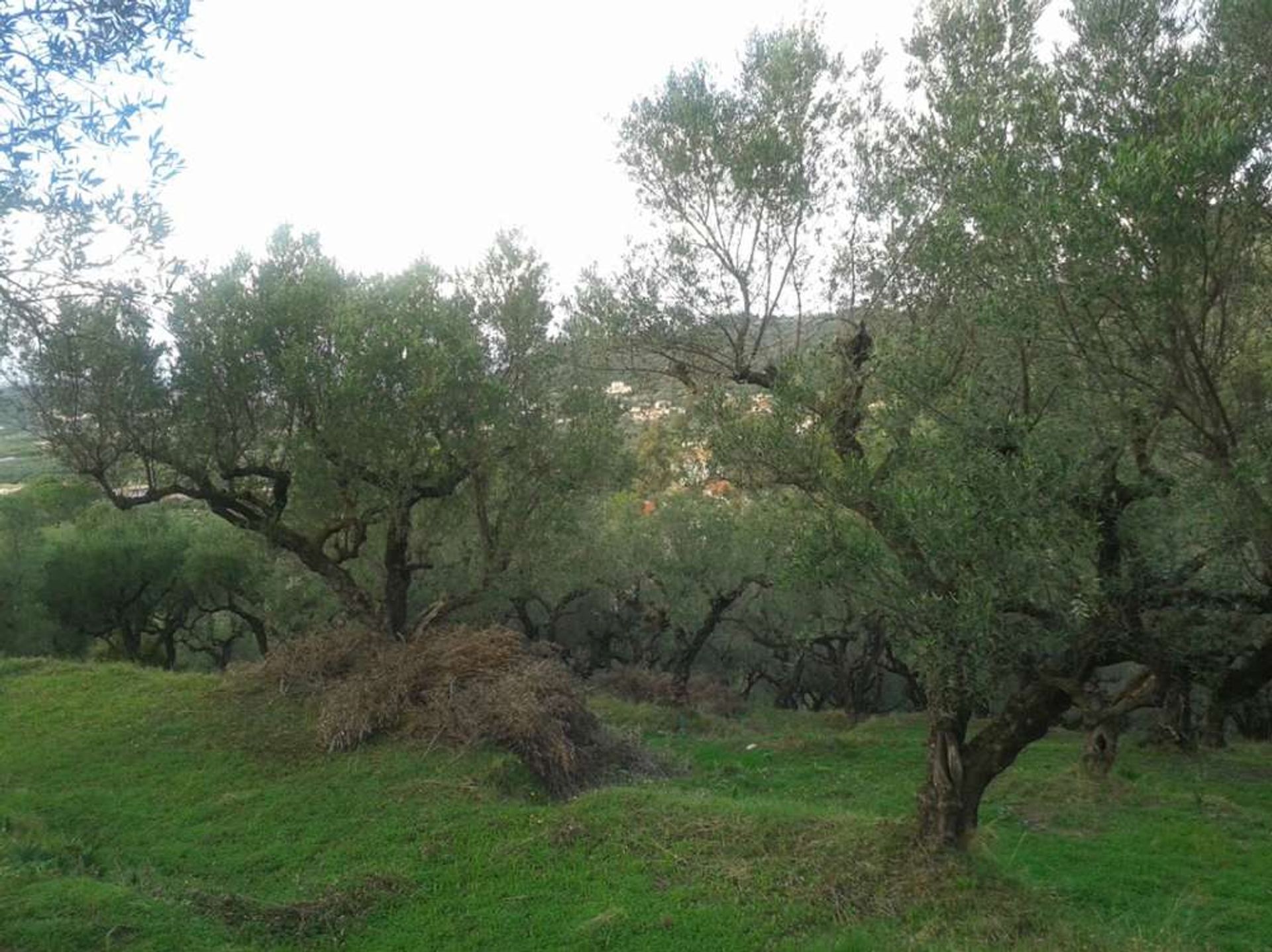 Land im Zakynthos, Zakinthos 10086778