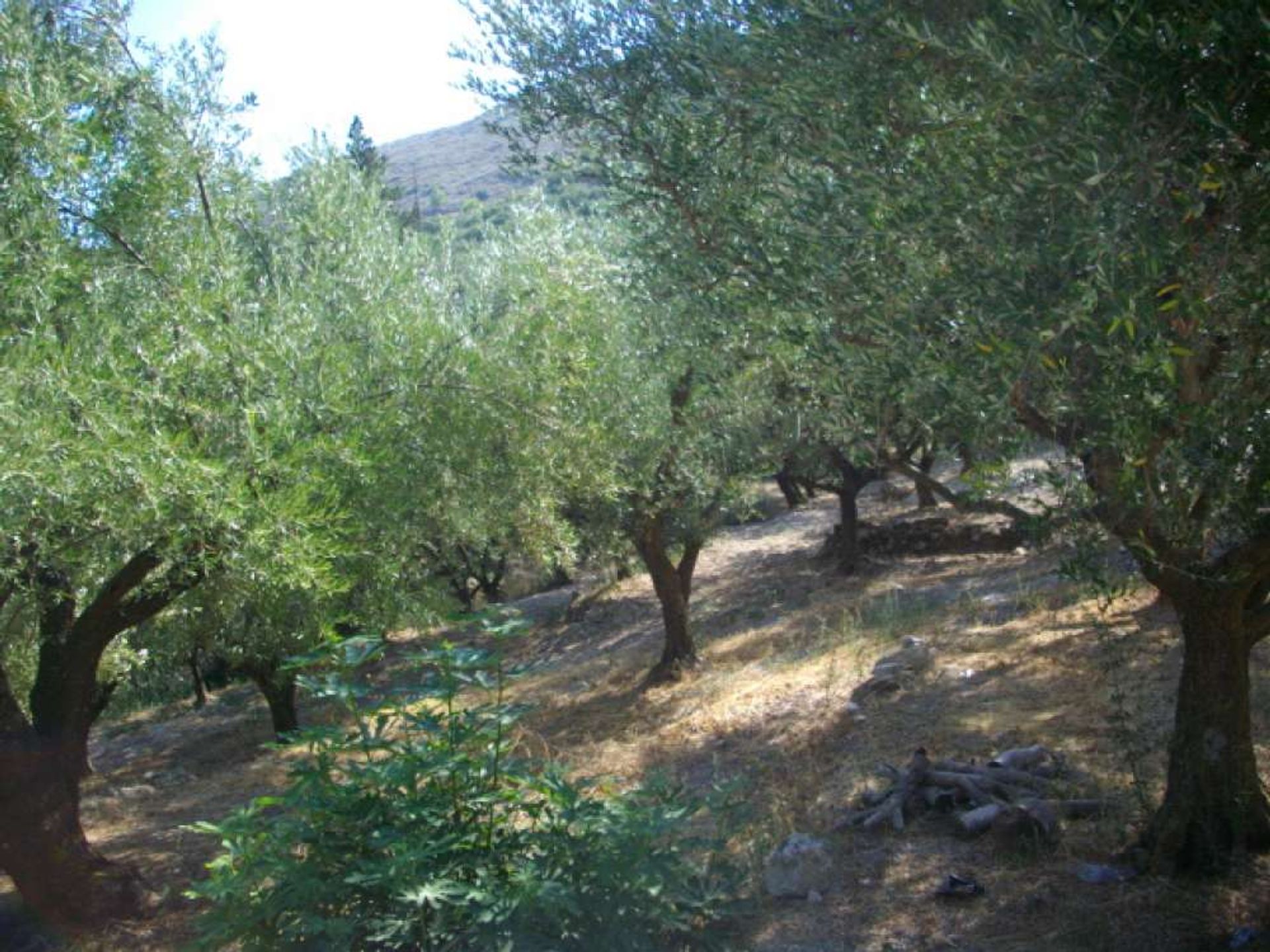 Land i Zakynthos, Zakinthos 10086782