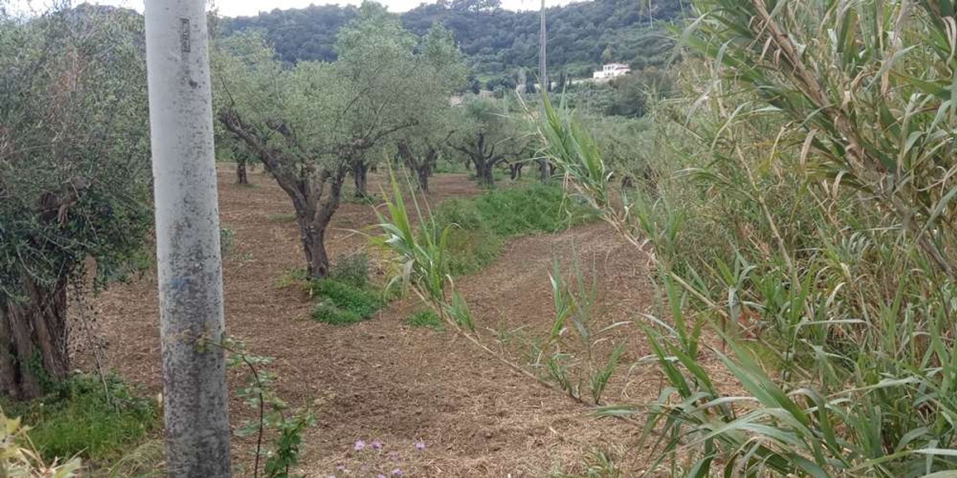 ארץ ב Zakynthos, Zakinthos 10086785