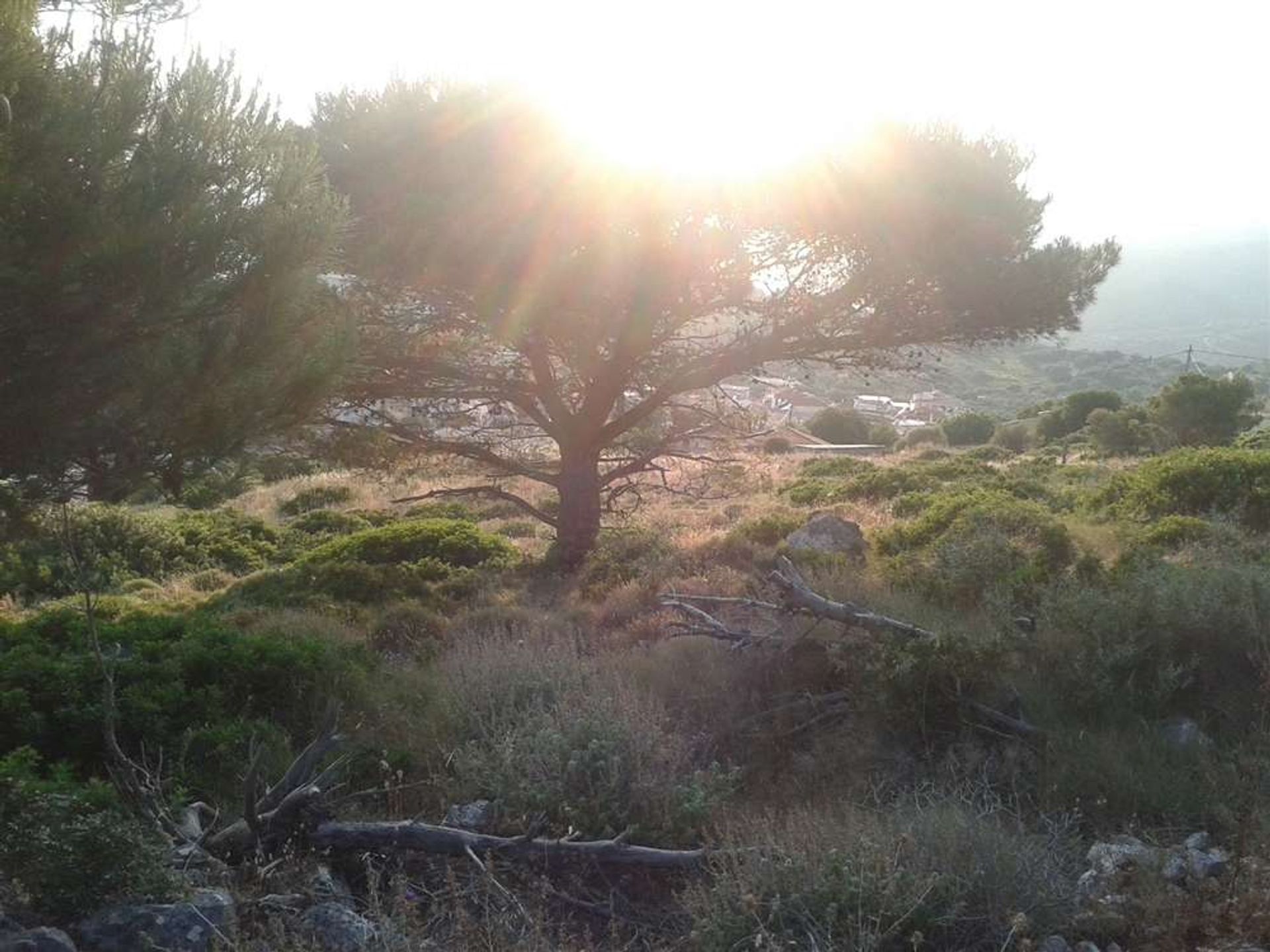 Tierra en bochalí, Jonia Nisia 10086796