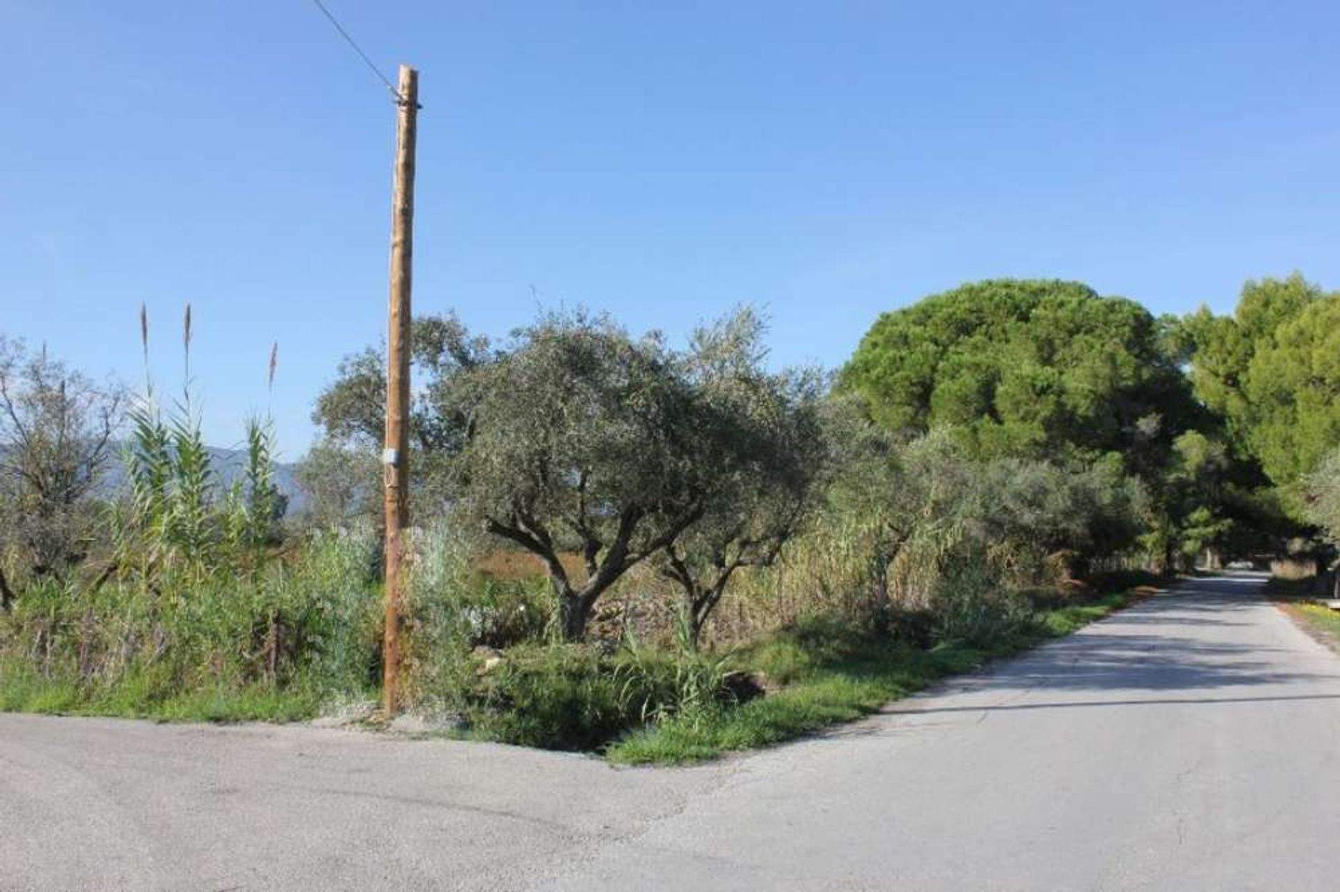 Tierra en bochalí, Jonia Nisia 10086802