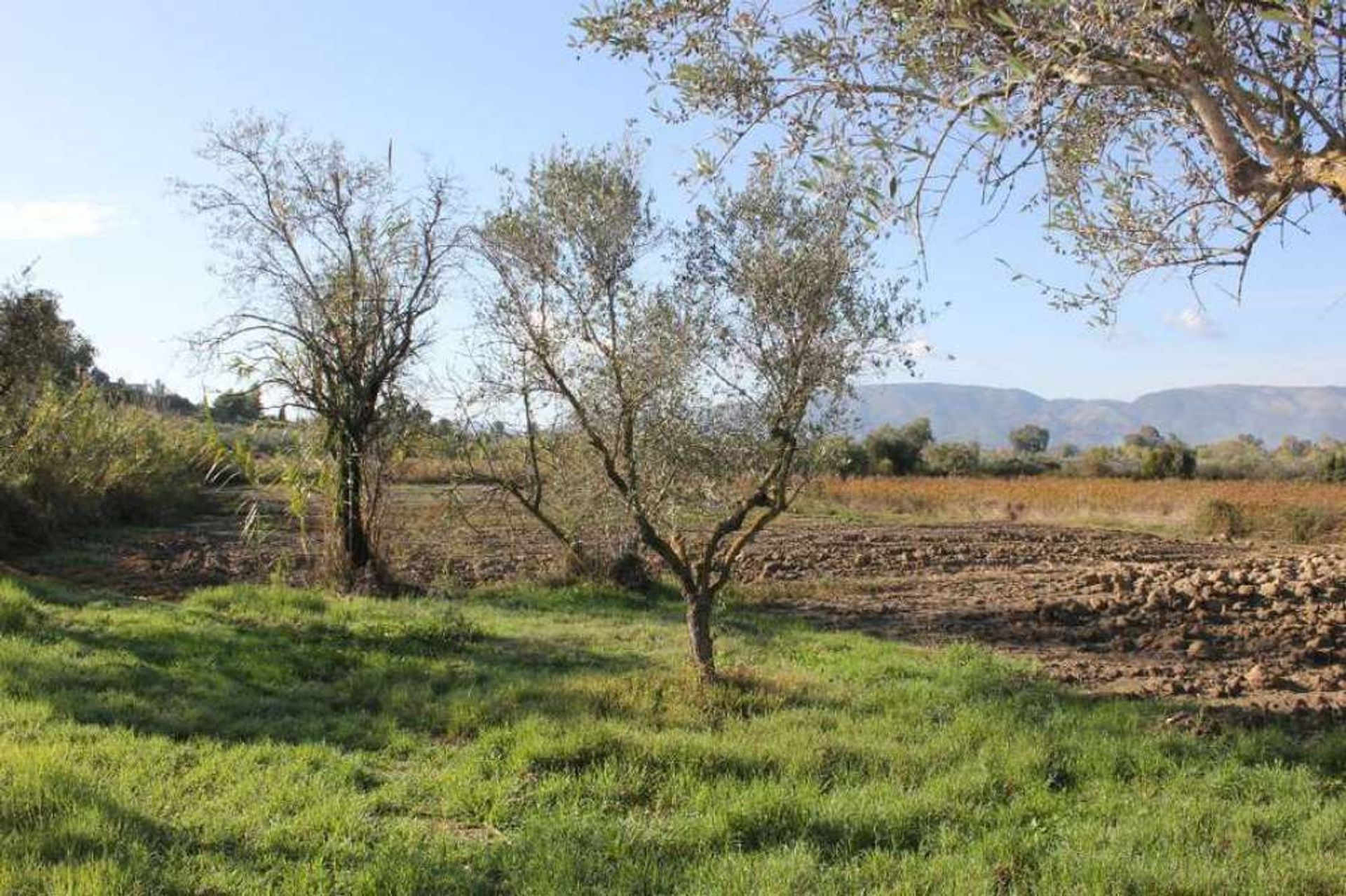 Tierra en bochalí, Jonia Nisia 10086802