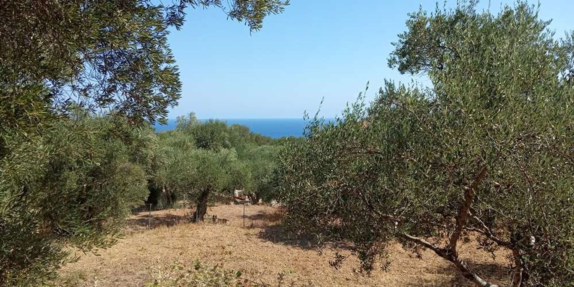 Maa sisään Zakynthos, Zakinthos 10086810