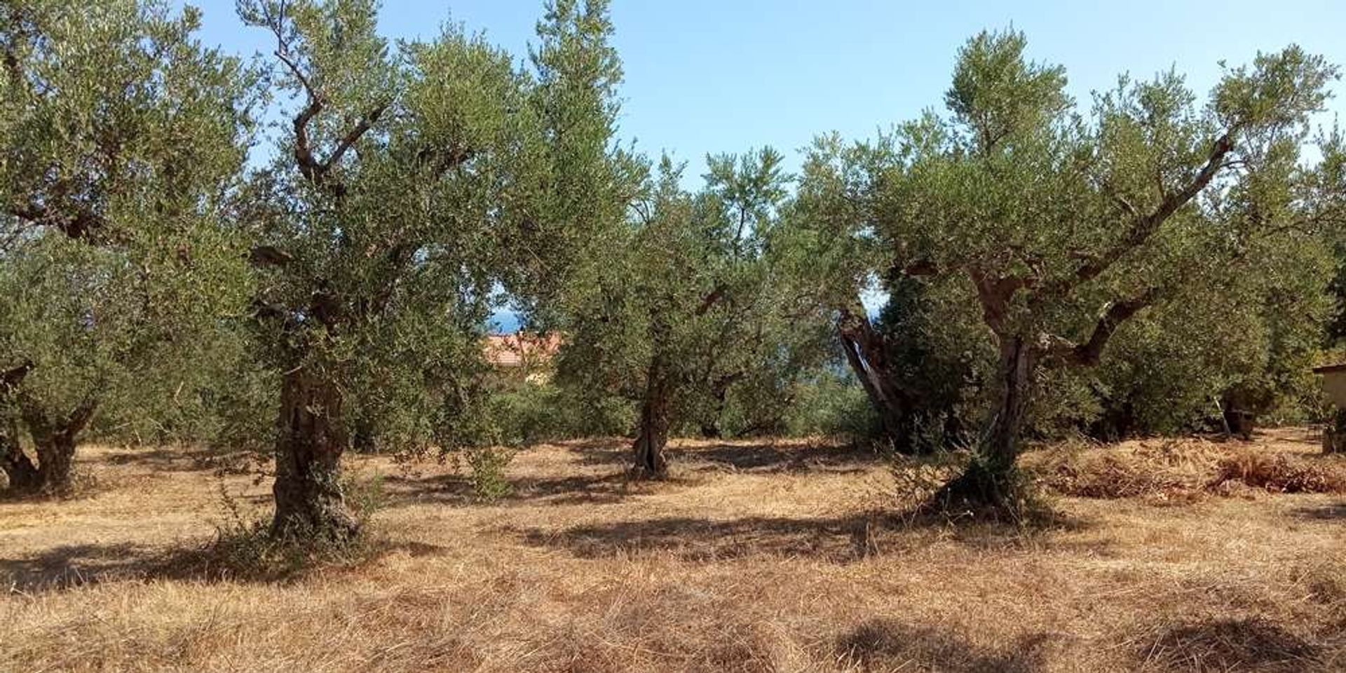 Maa sisään Zakynthos, Zakinthos 10086810