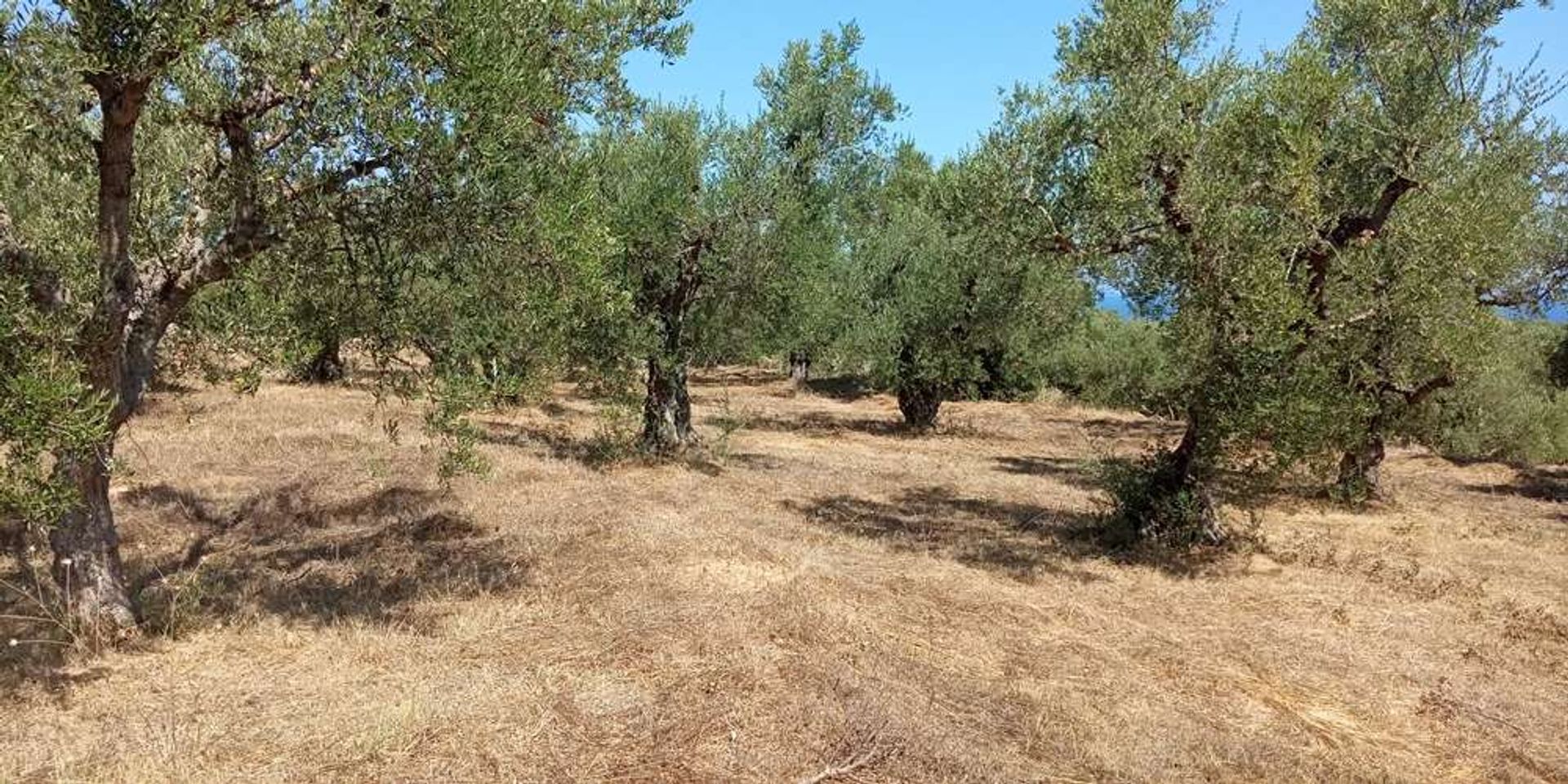 Maa sisään Zakynthos, Zakinthos 10086810