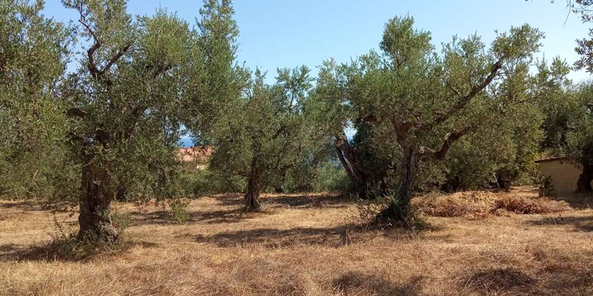 Maa sisään Zakynthos, Zakinthos 10086810