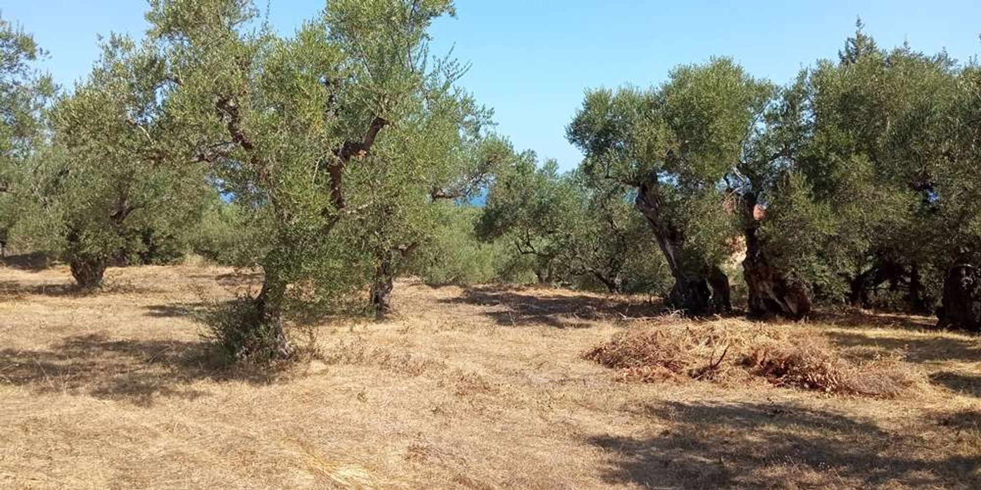 Maa sisään Zakynthos, Zakinthos 10086810