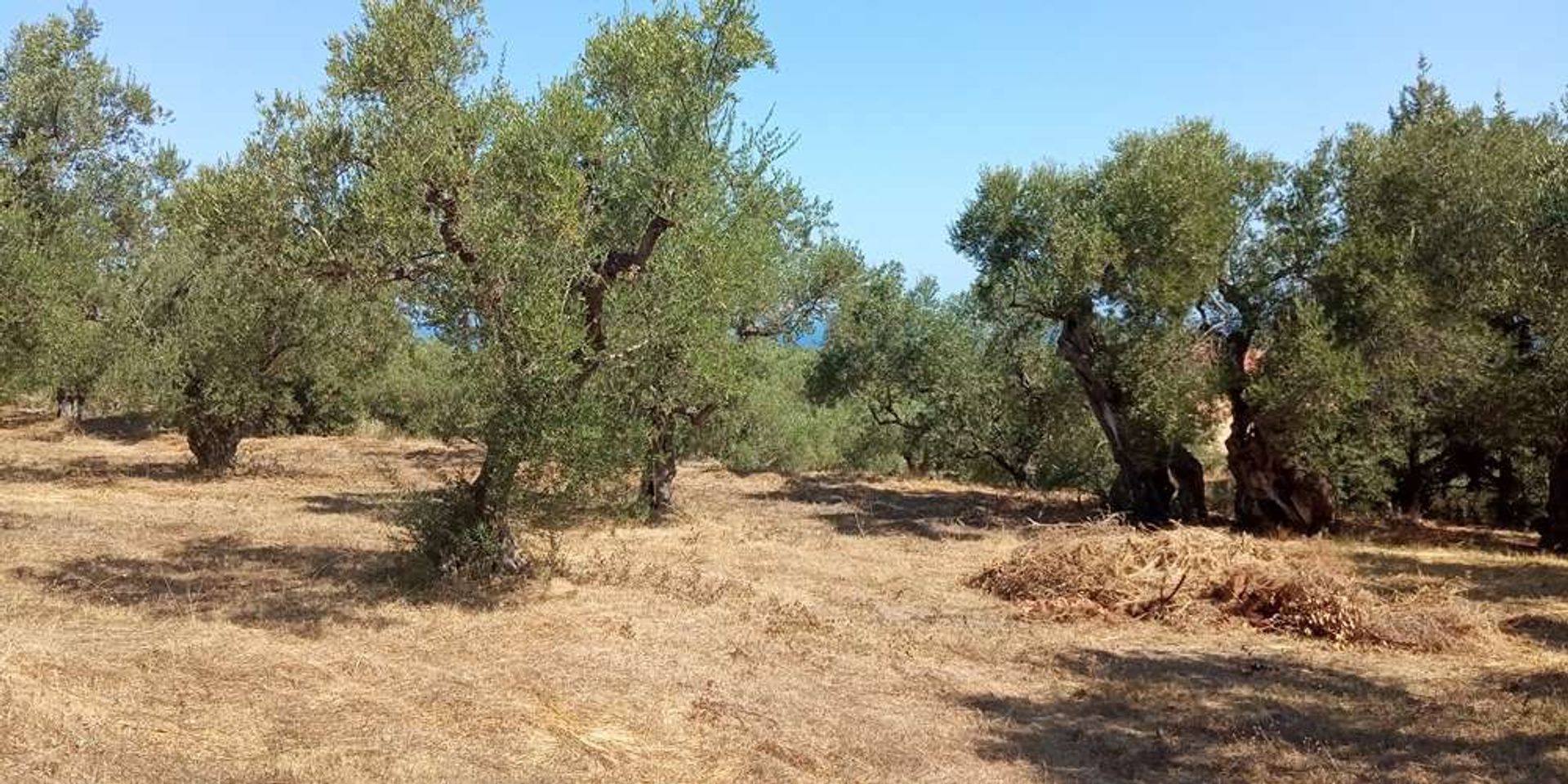 Maa sisään Zakynthos, Zakinthos 10086810