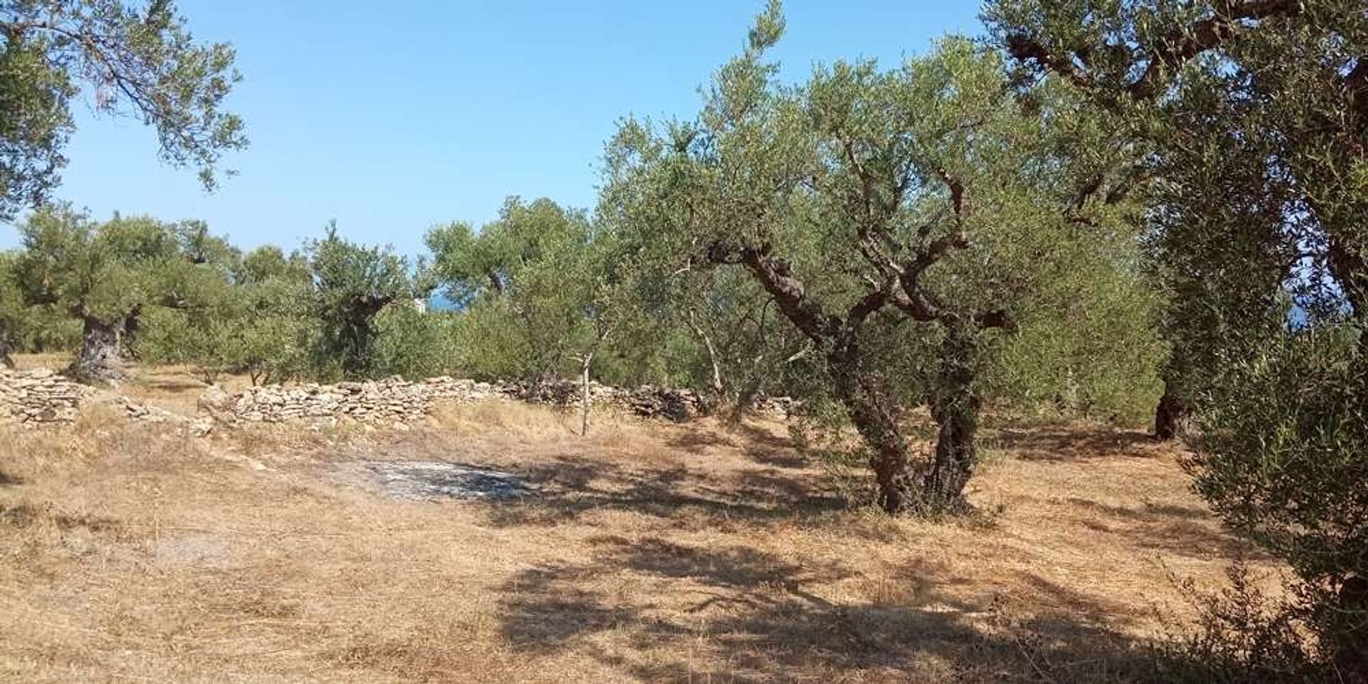 Maa sisään Zakynthos, Zakinthos 10086810