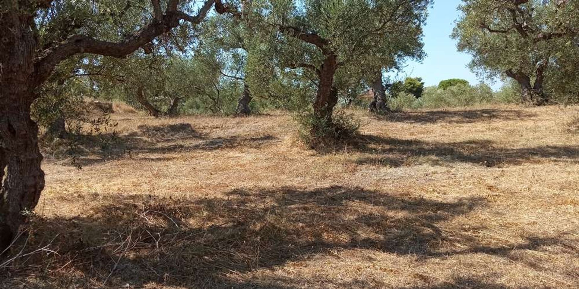 Maa sisään Zakynthos, Zakinthos 10086810