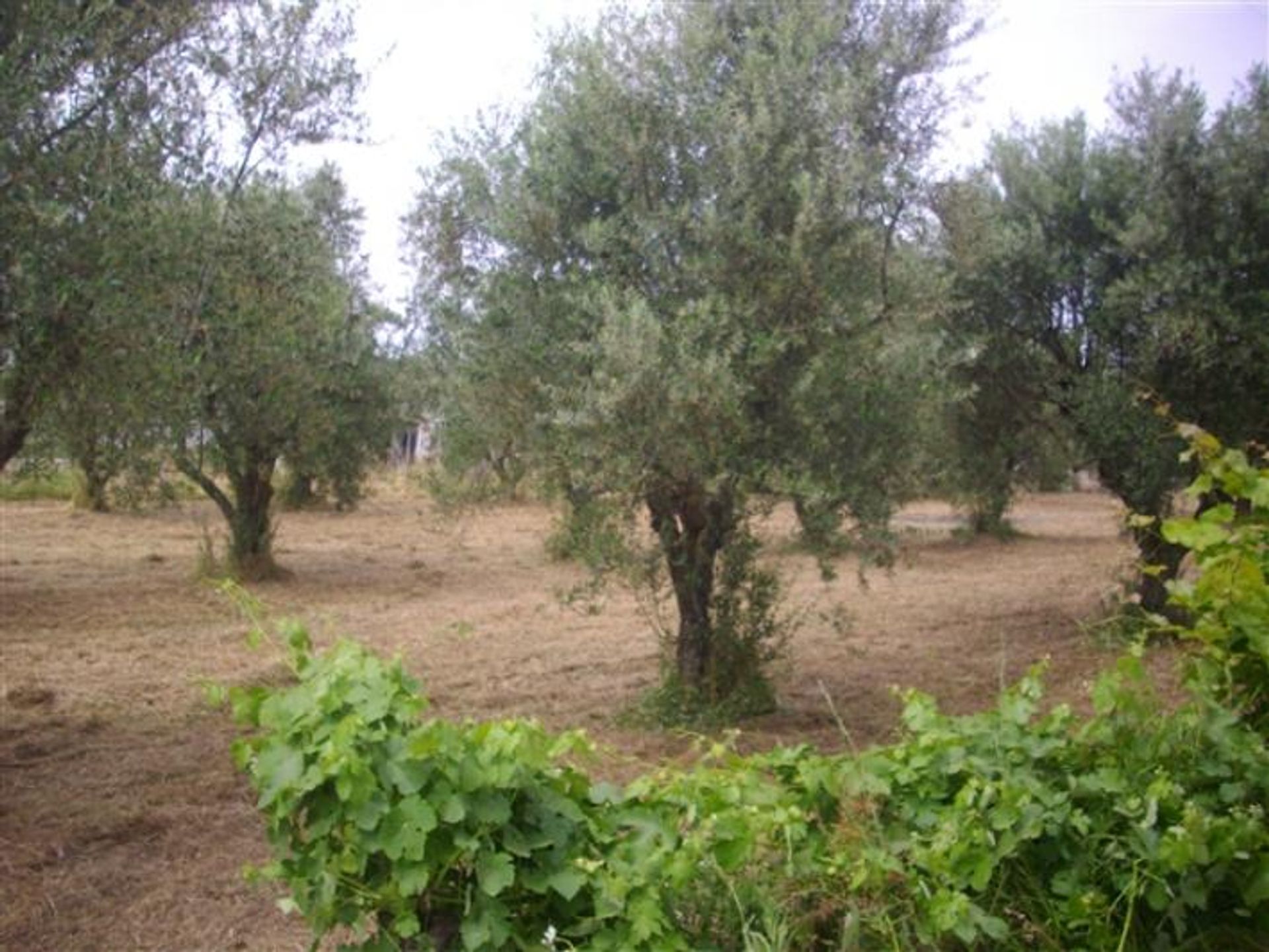 Будинок в Zakynthos, Zakinthos 10086925