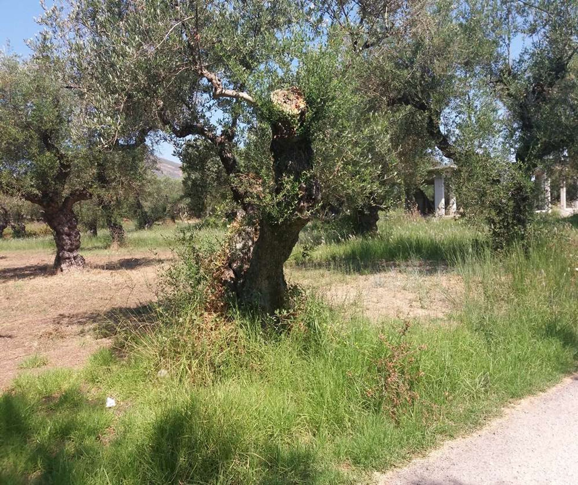 жилой дом в Zakynthos, Zakinthos 10087117