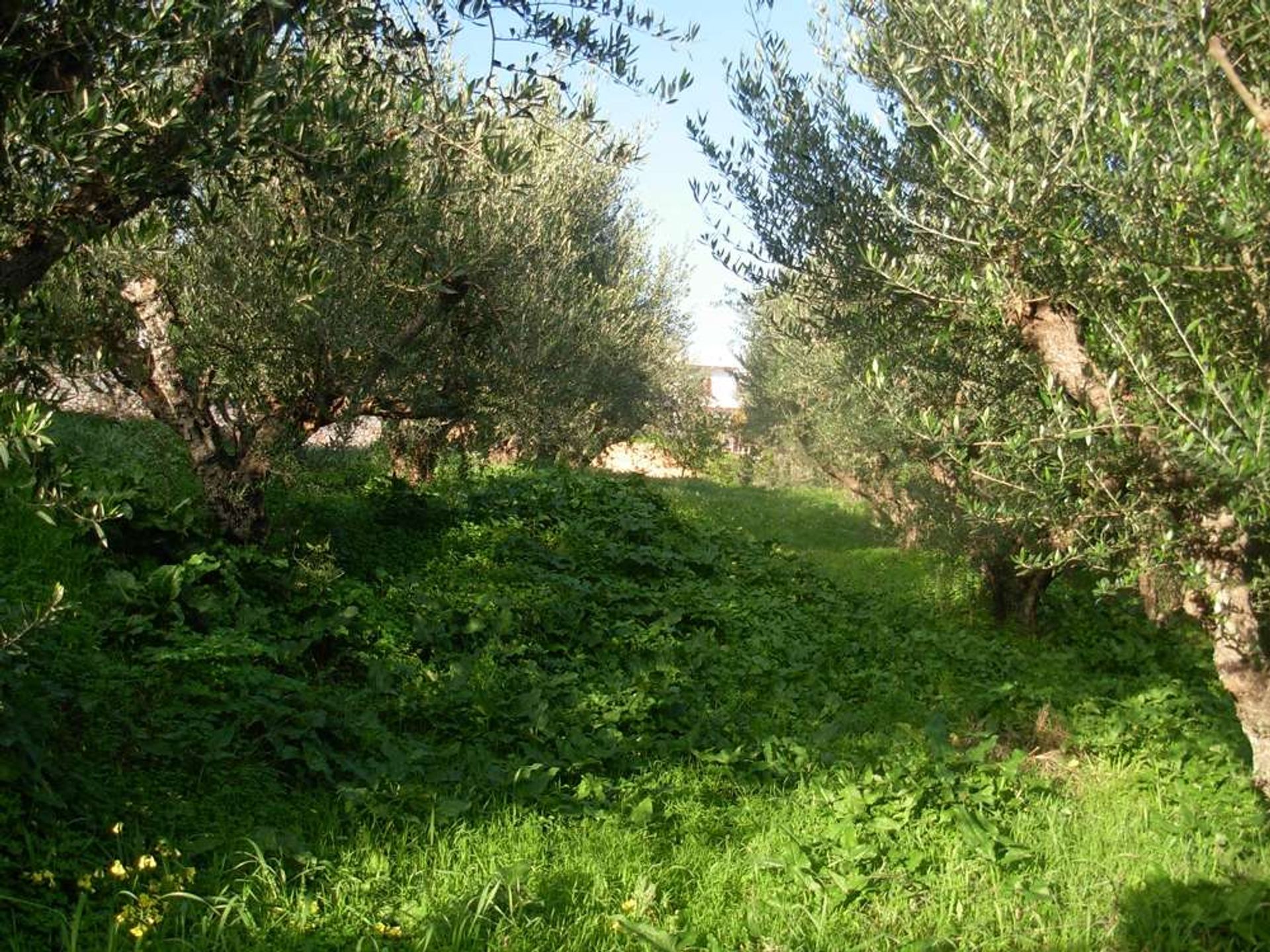 Будинок в Zakynthos, Zakinthos 10087258