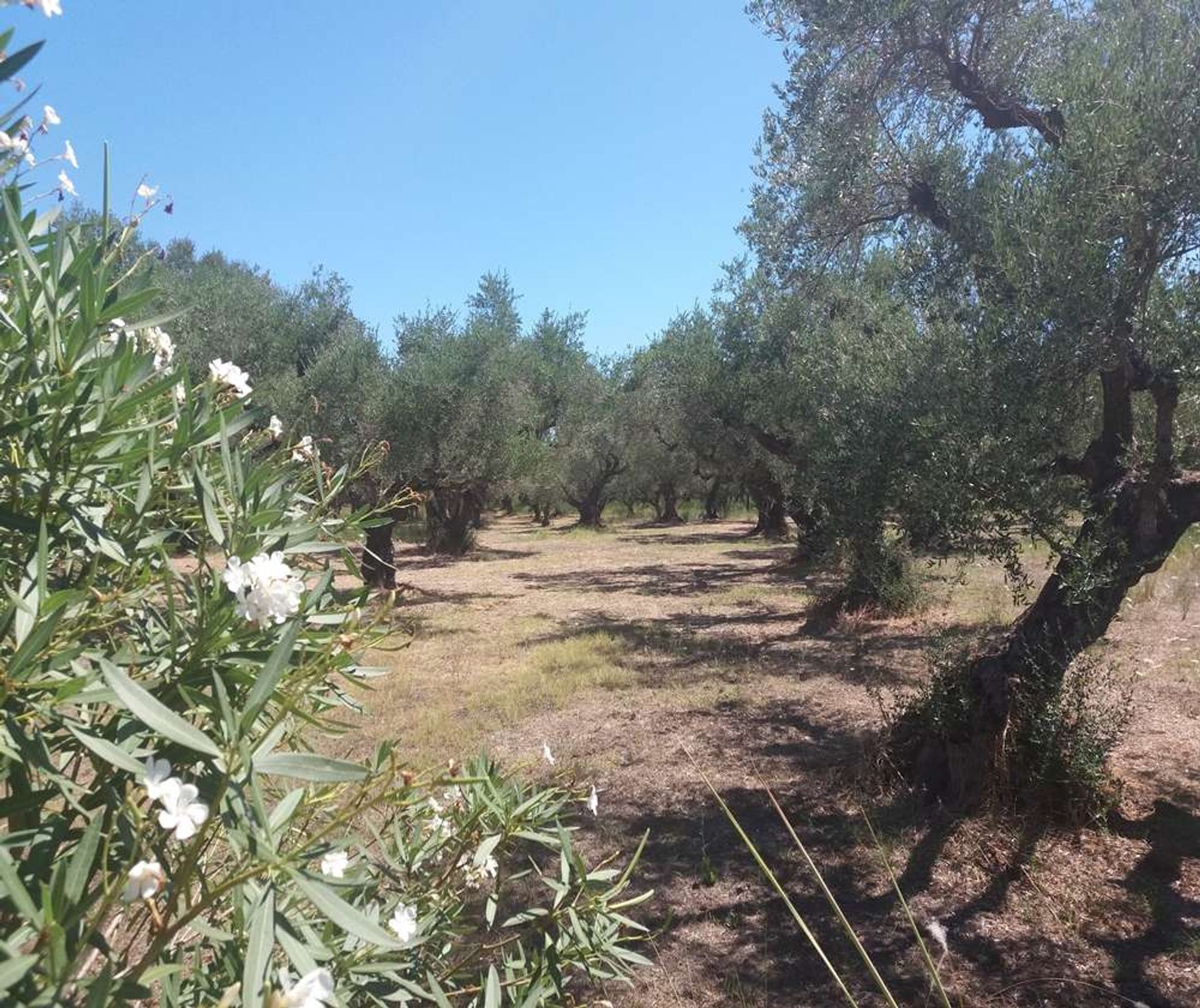 Λιανεμποριο σε Μπόχαλη, Ιωνία Νησιά 10087525