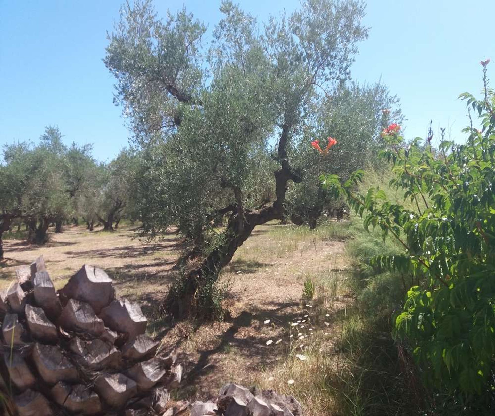 קמעונאות ב בוצ'אלי, יוניה ניסיה 10087525