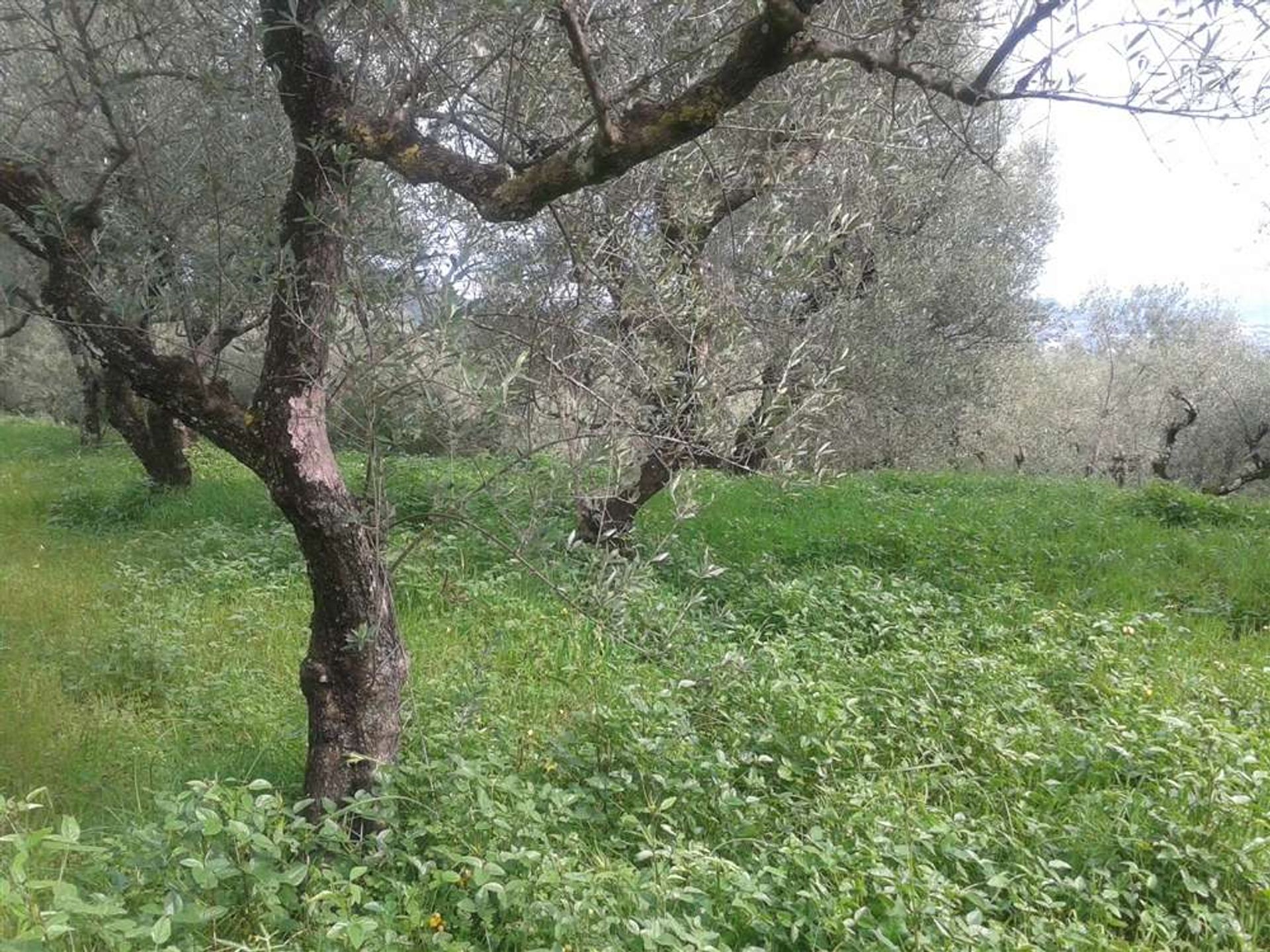 ארץ ב בוצ'אלי, יוניה ניסיה 10087649