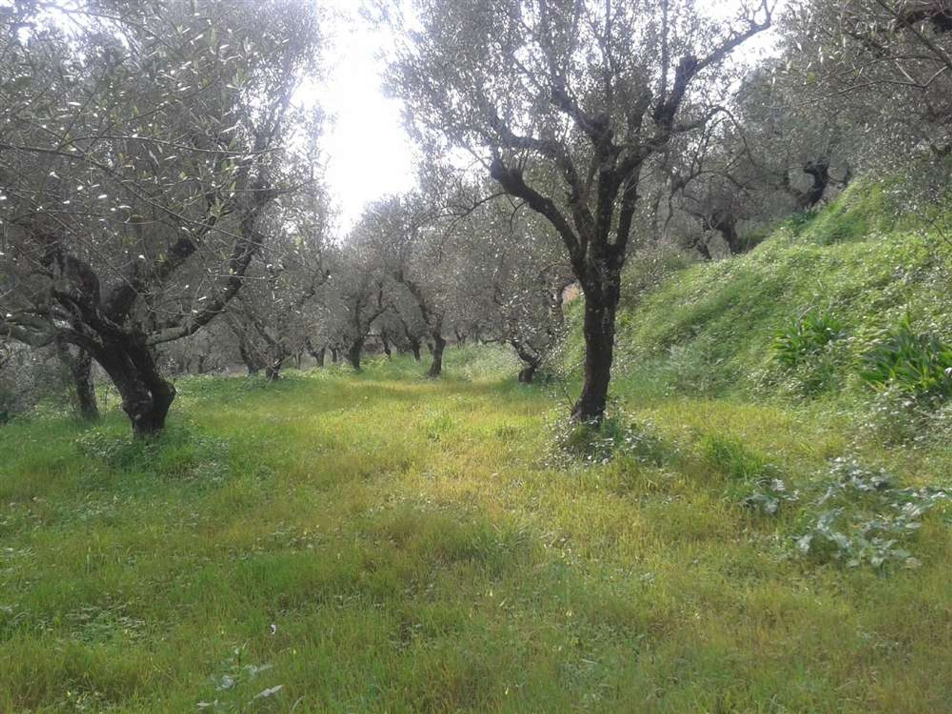 Land im Zakynthos, Zakinthos 10087649