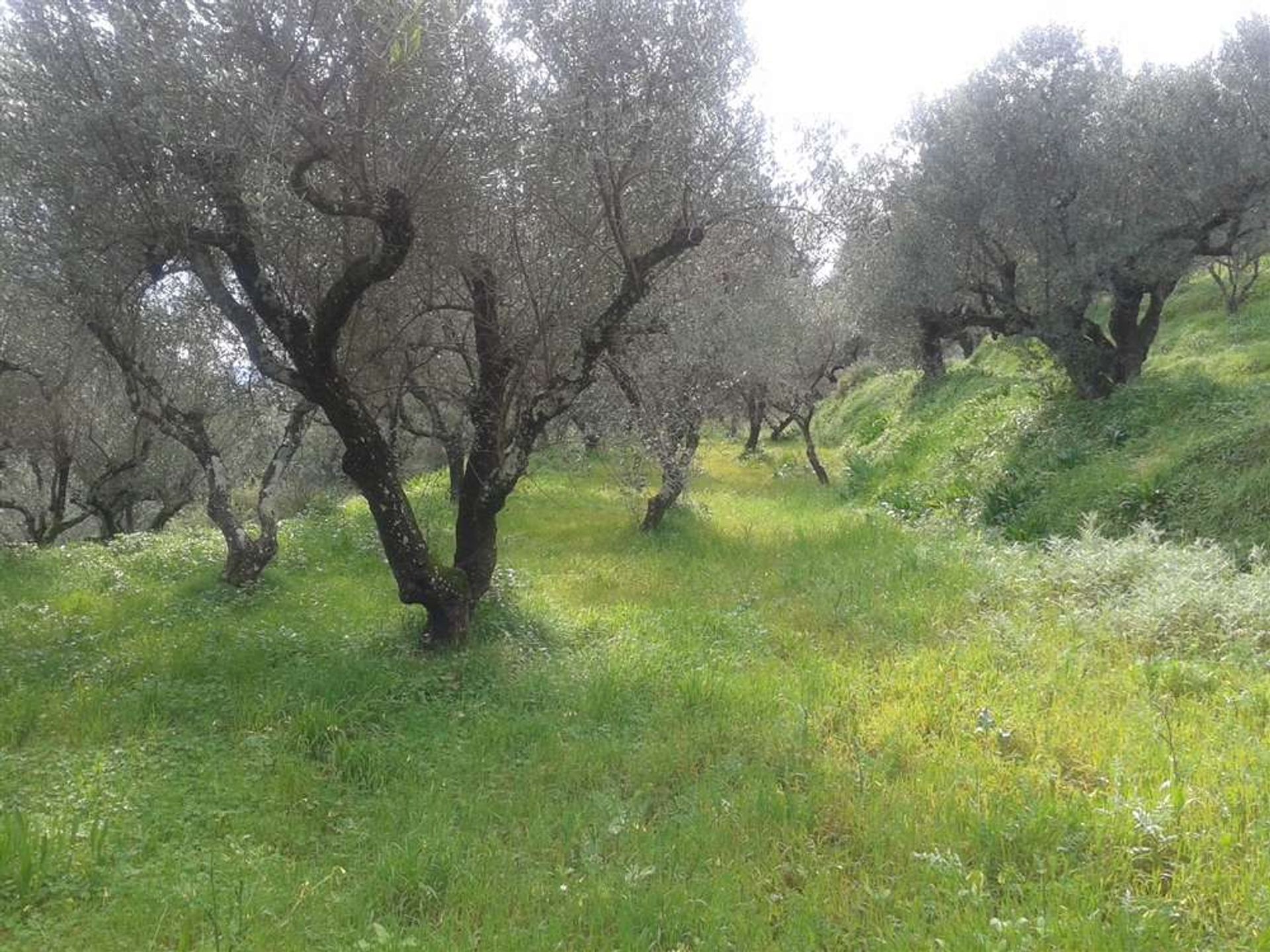 Tierra en bochalí, Jonia Nisia 10087649