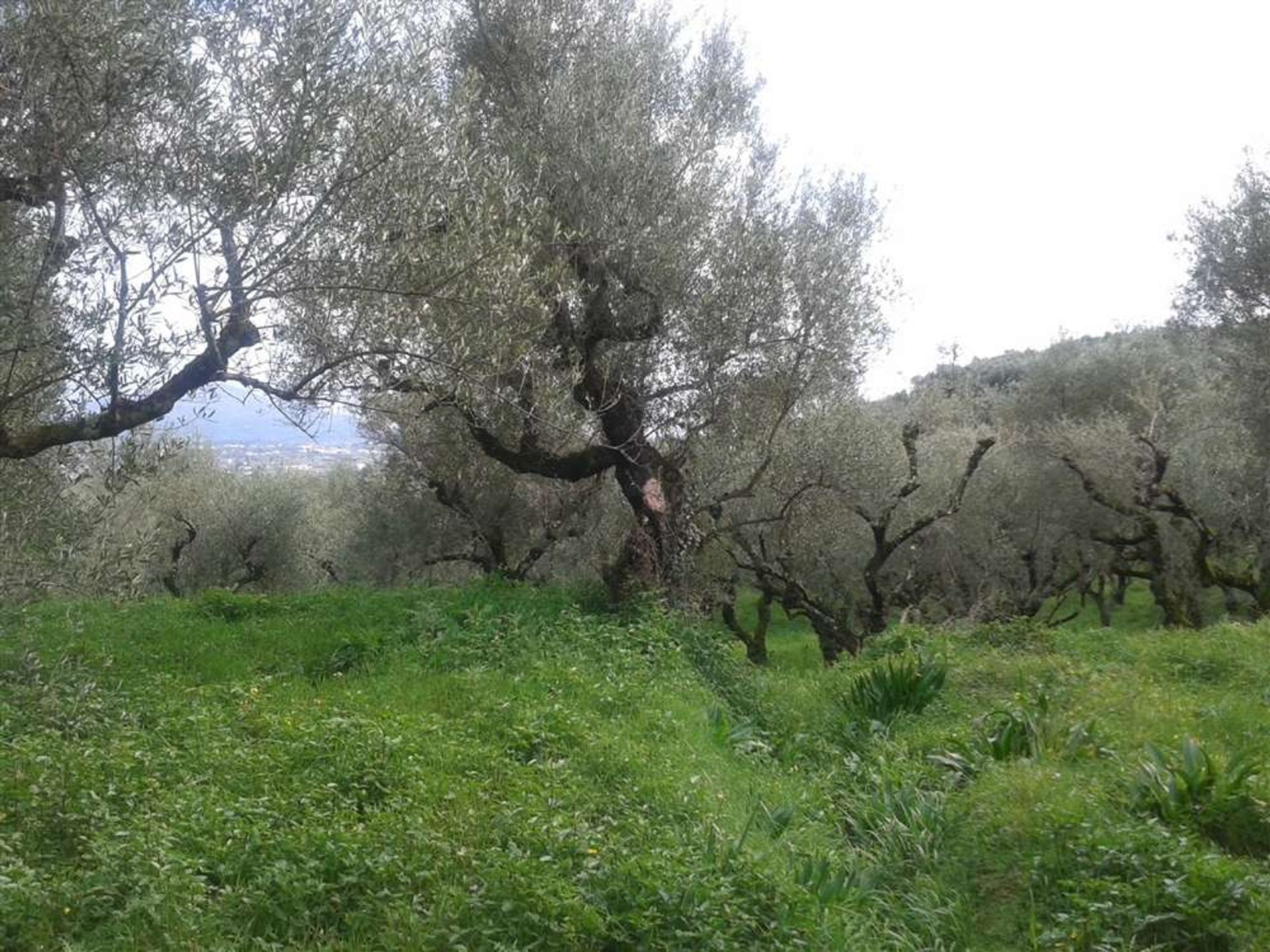 Tierra en bochalí, Jonia Nisia 10087649