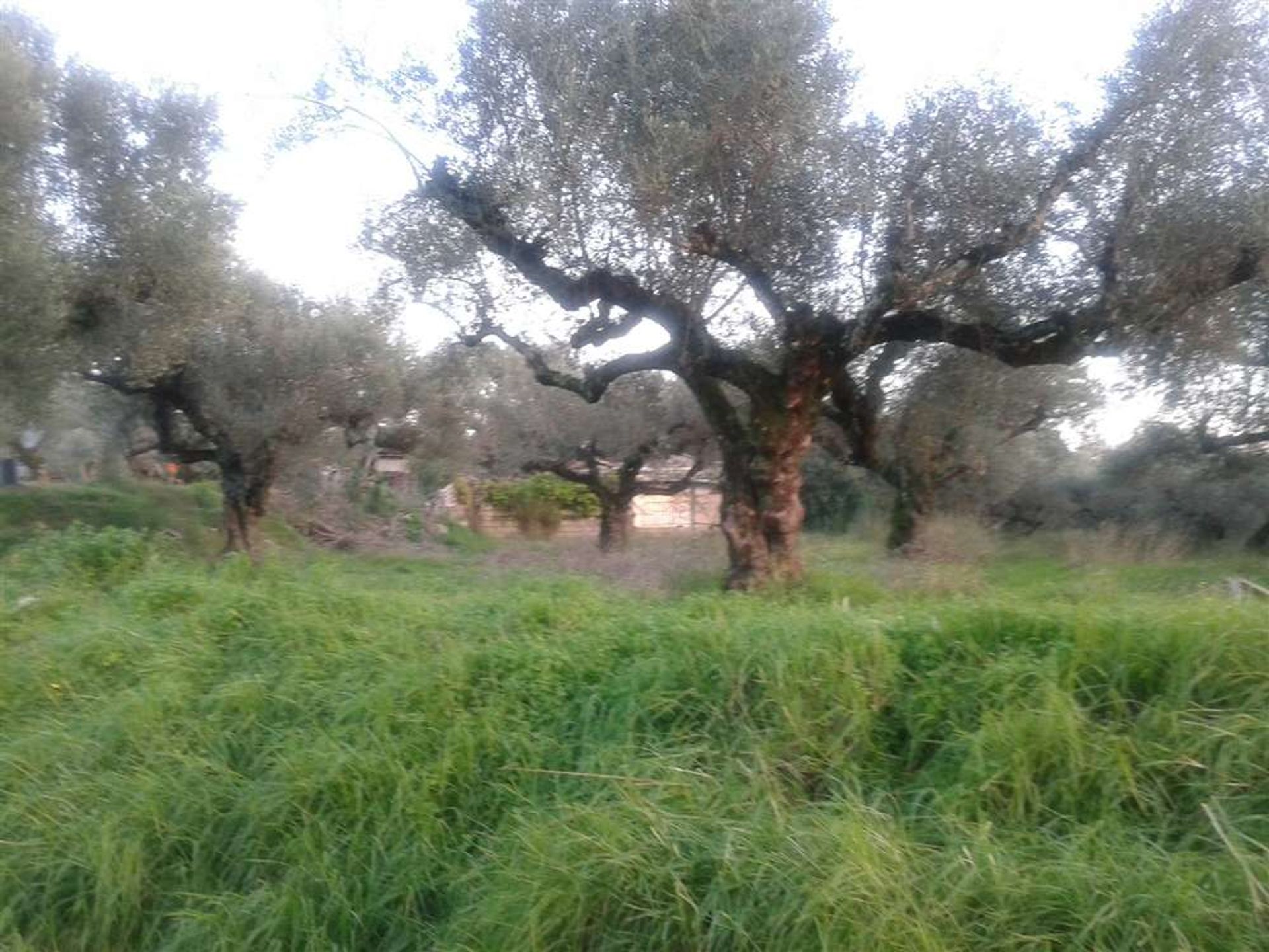 Land in Bochali, Ionië Nisia 10087650