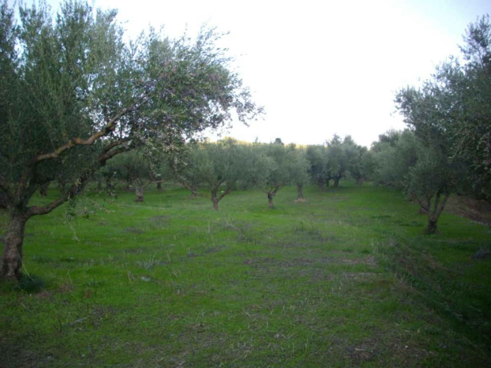 Land im Bochali, Ionia Nisia 10087651