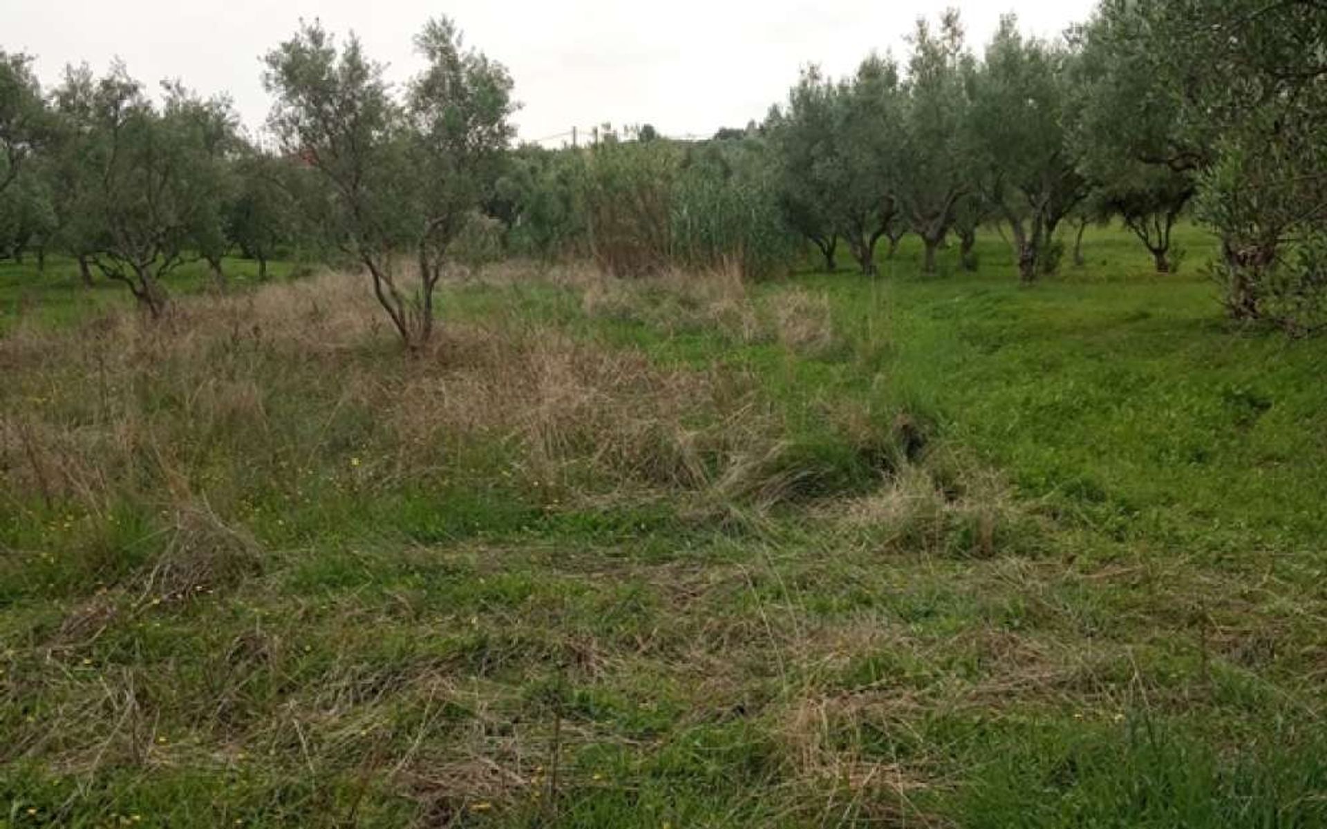 Land i Zakynthos, Zakinthos 10087653