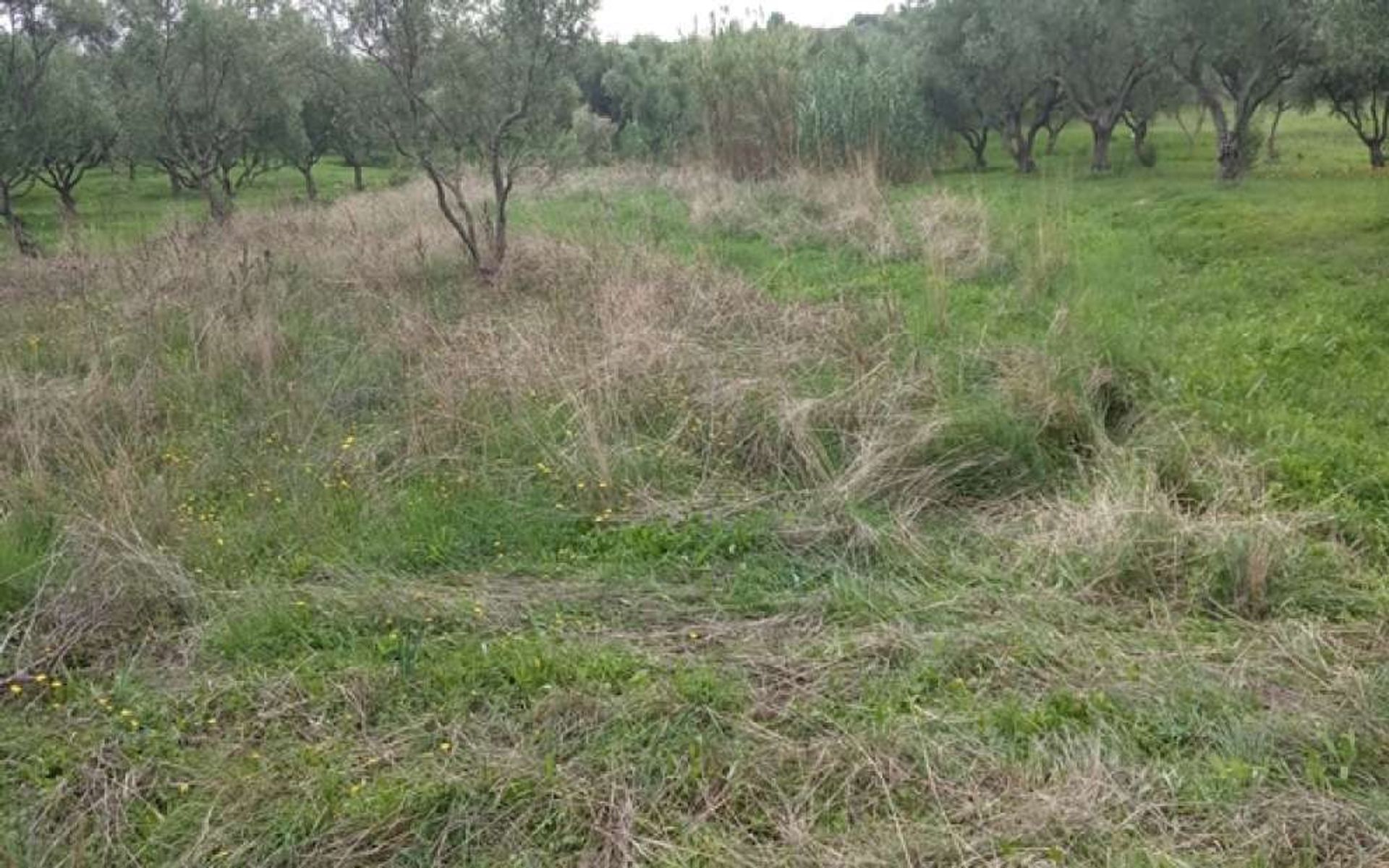 Land in Zakynthos, Zakinthos 10087653