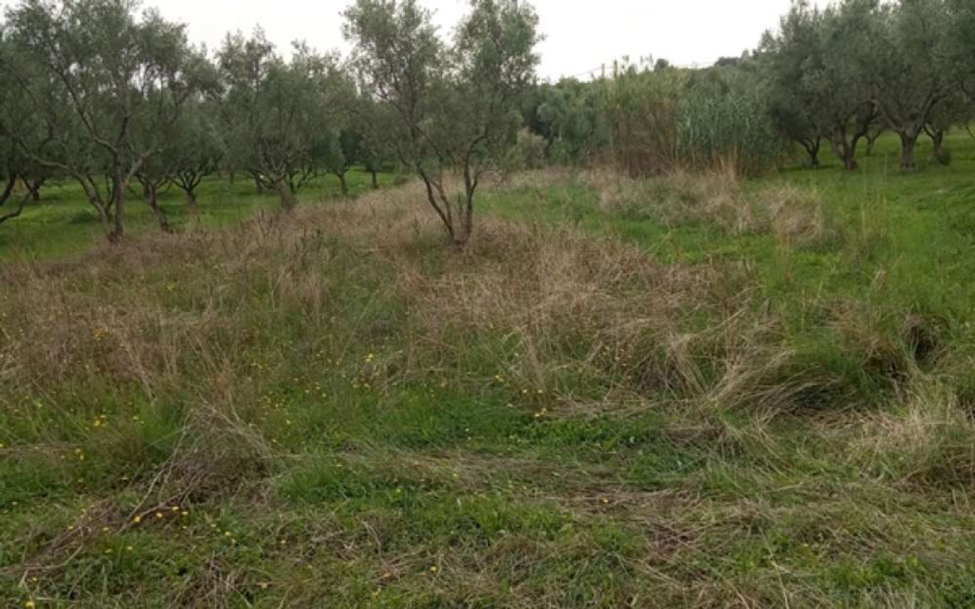 Land i Zakynthos, Zakinthos 10087653