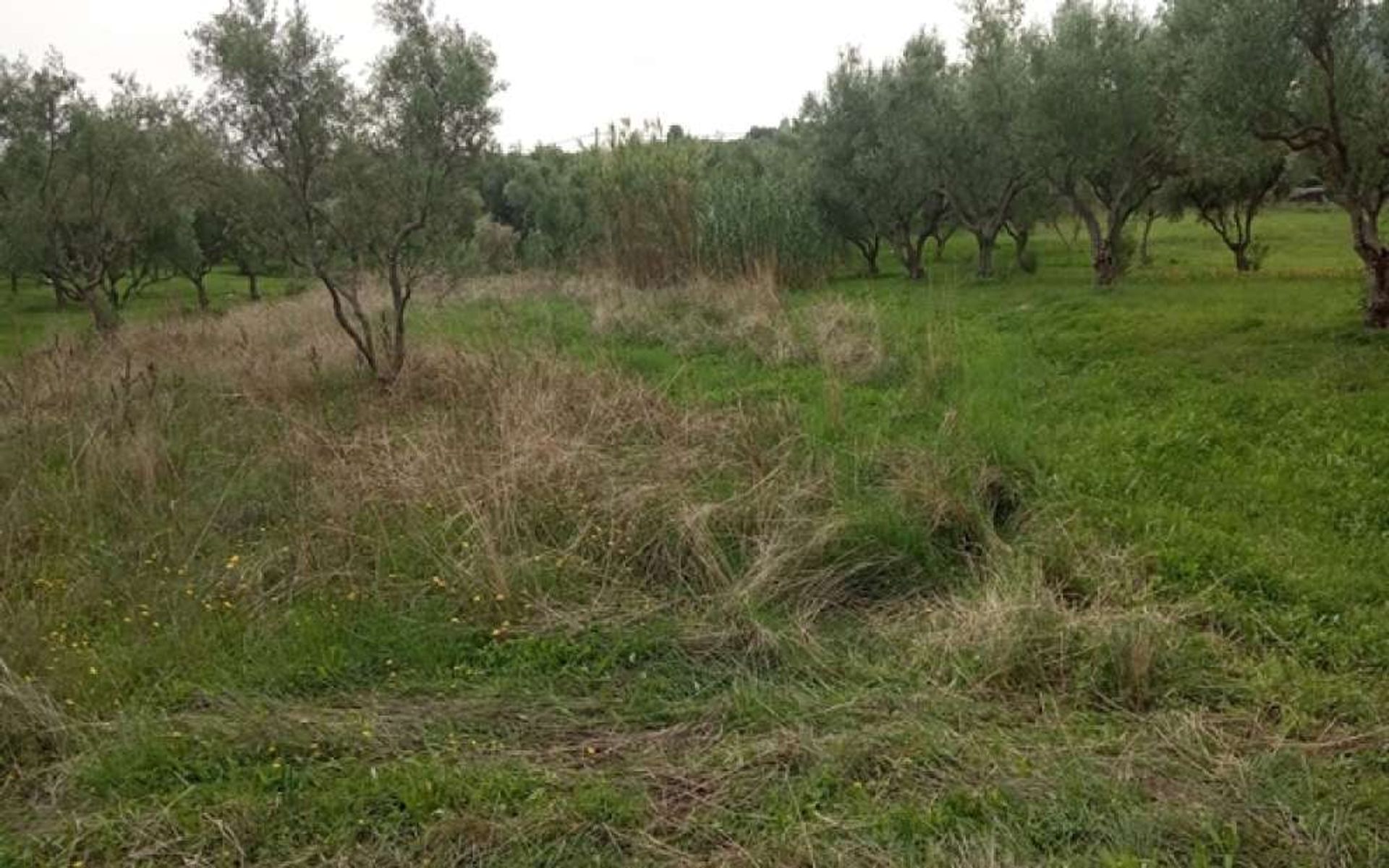 Земля в Zakynthos, Zakinthos 10087653