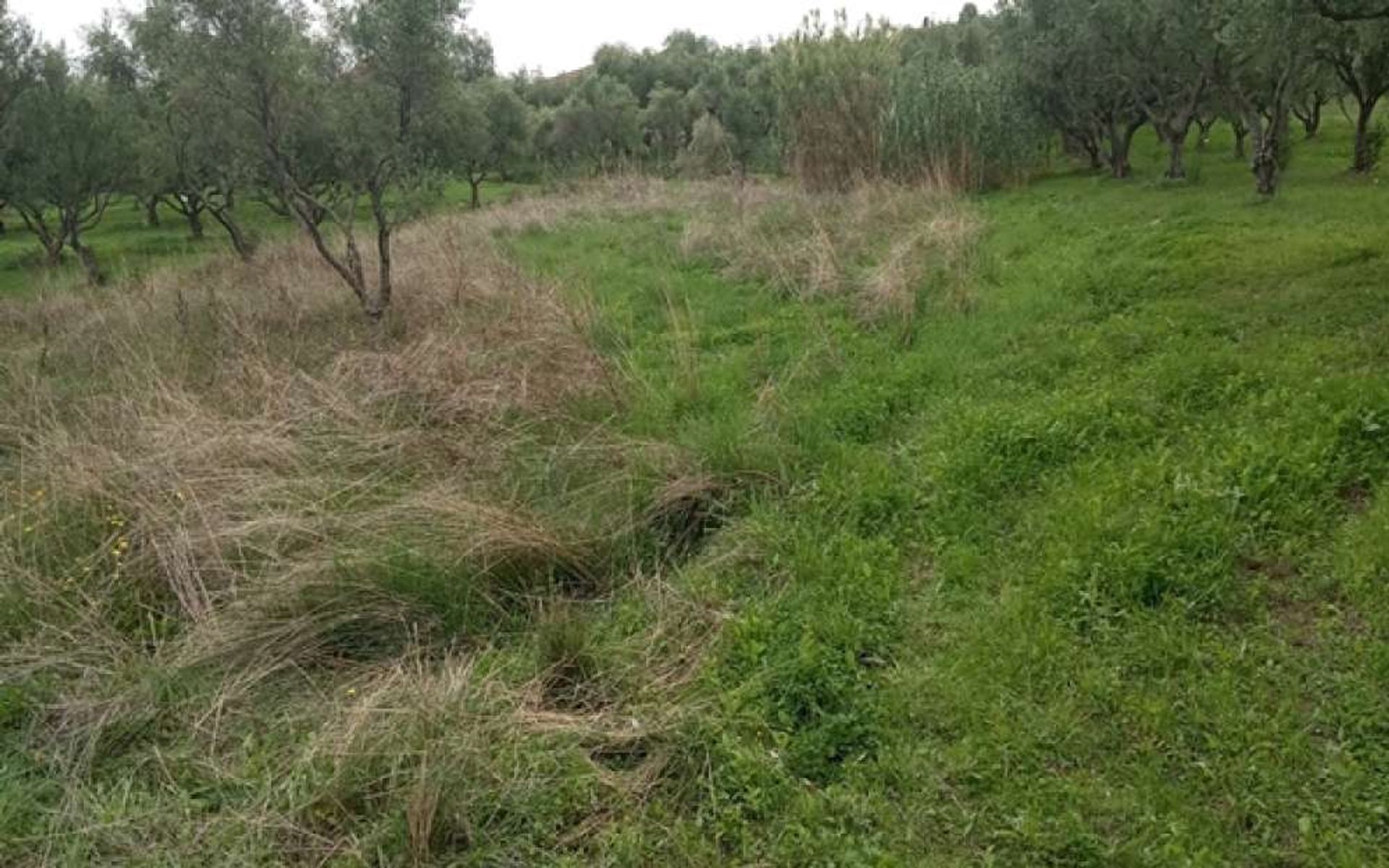 Land i Zakynthos, Zakinthos 10087653