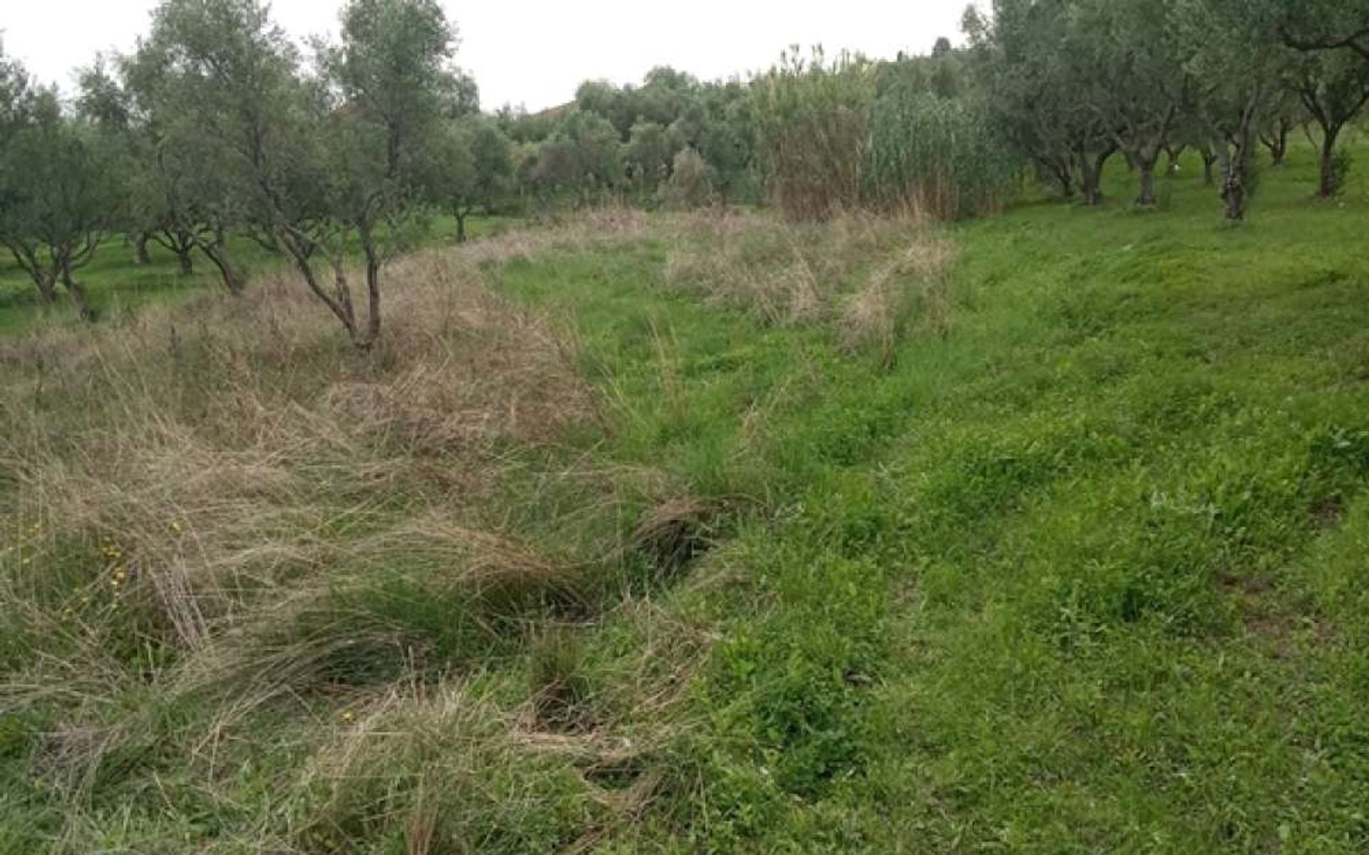 Land i Zakynthos, Zakinthos 10087653