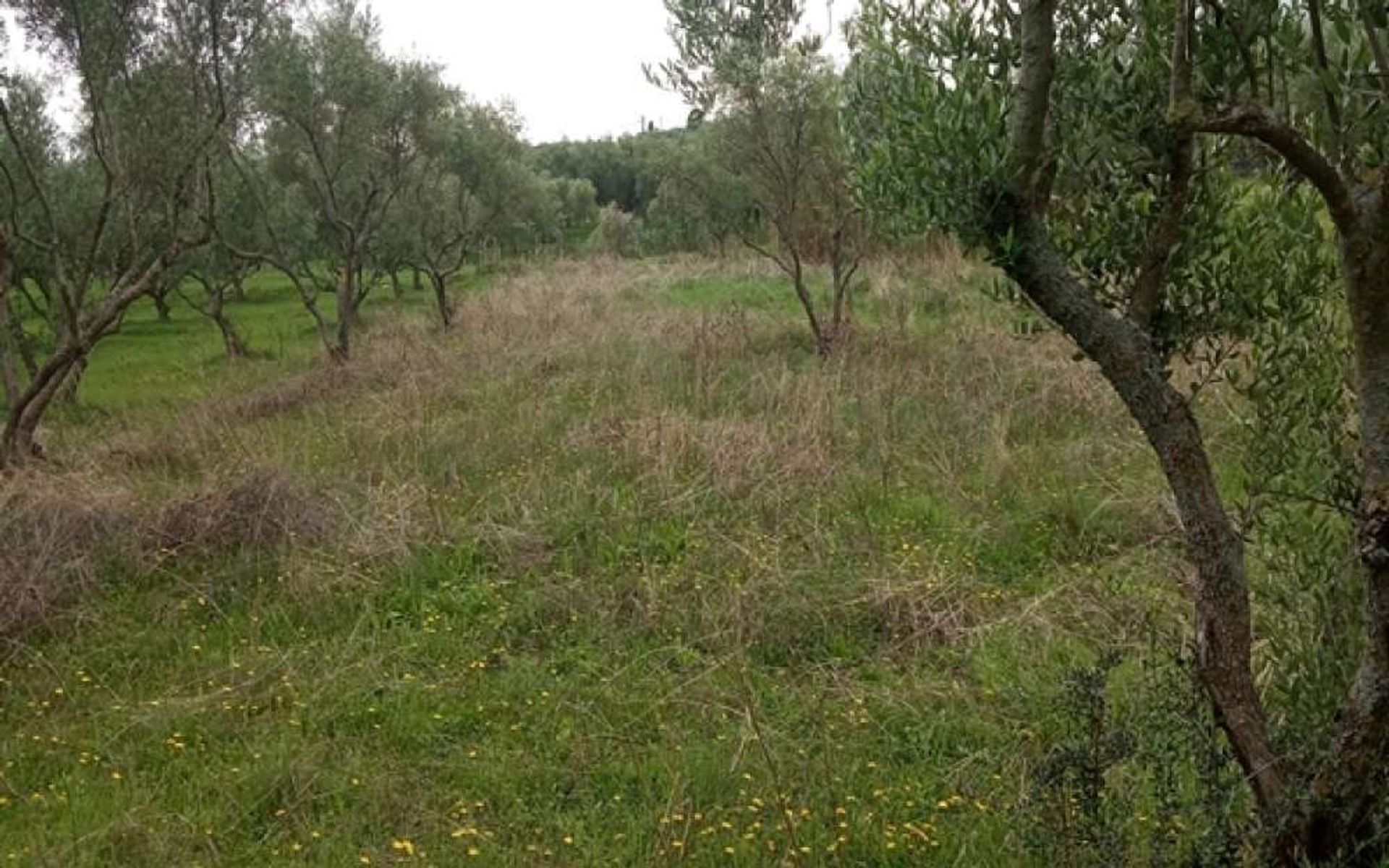 Land i Zakynthos, Zakinthos 10087653