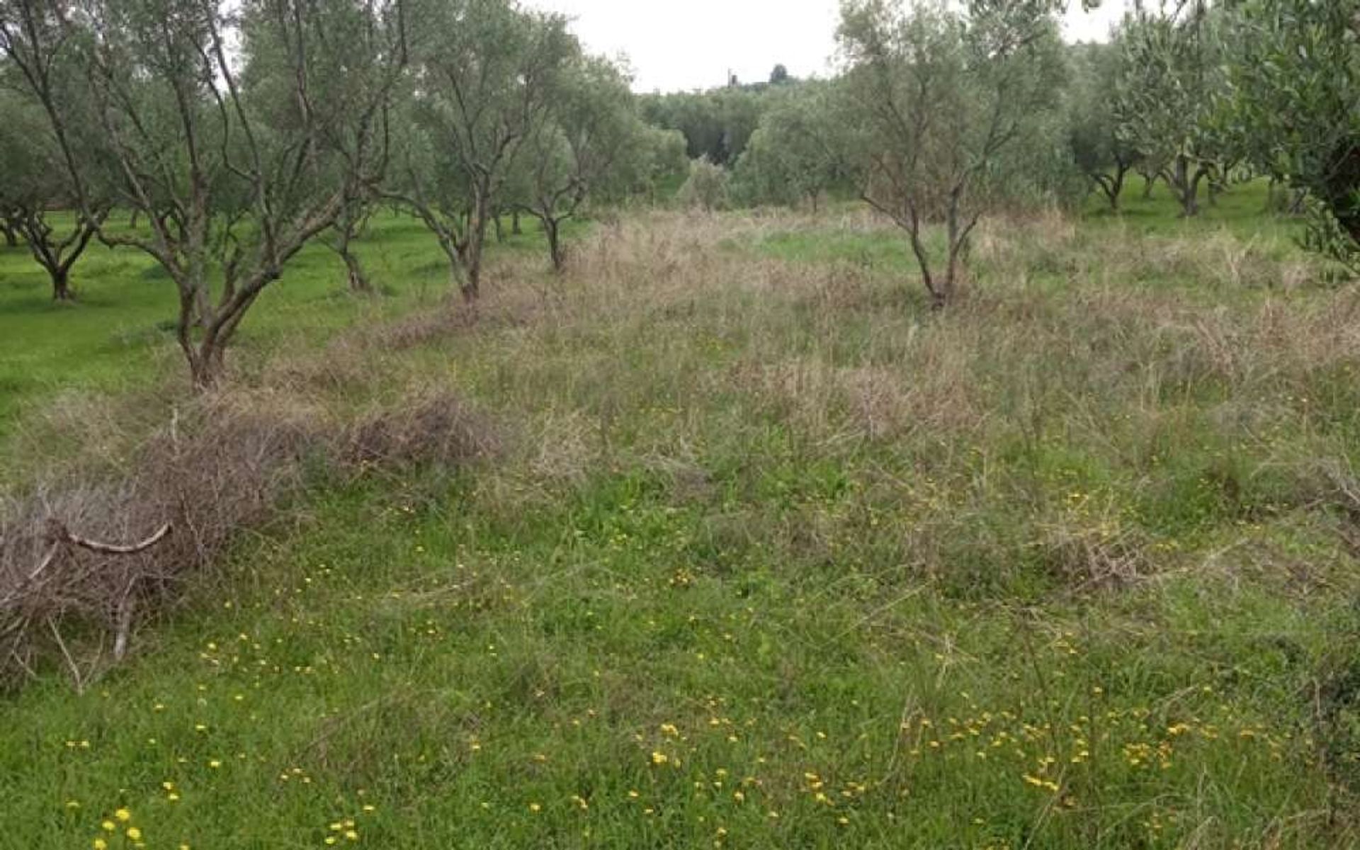 Land in Zakynthos, Zakinthos 10087653