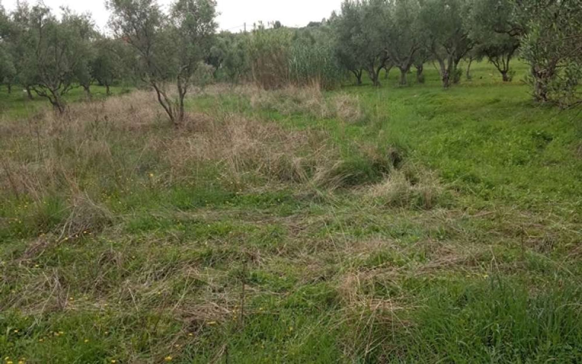 Land i Zakynthos, Zakinthos 10087653