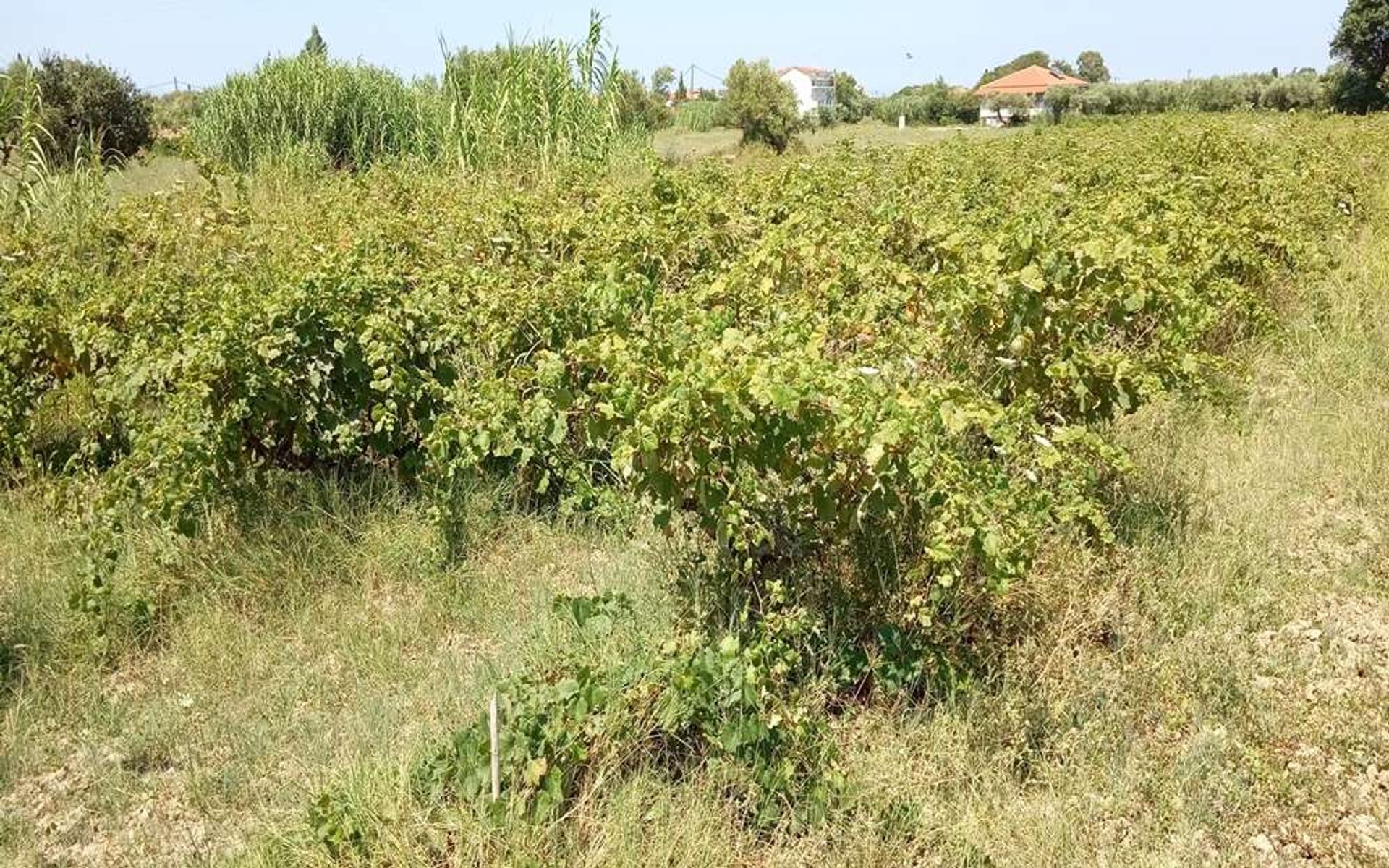 Земельные участки в Zakynthos, Zakinthos 10087655