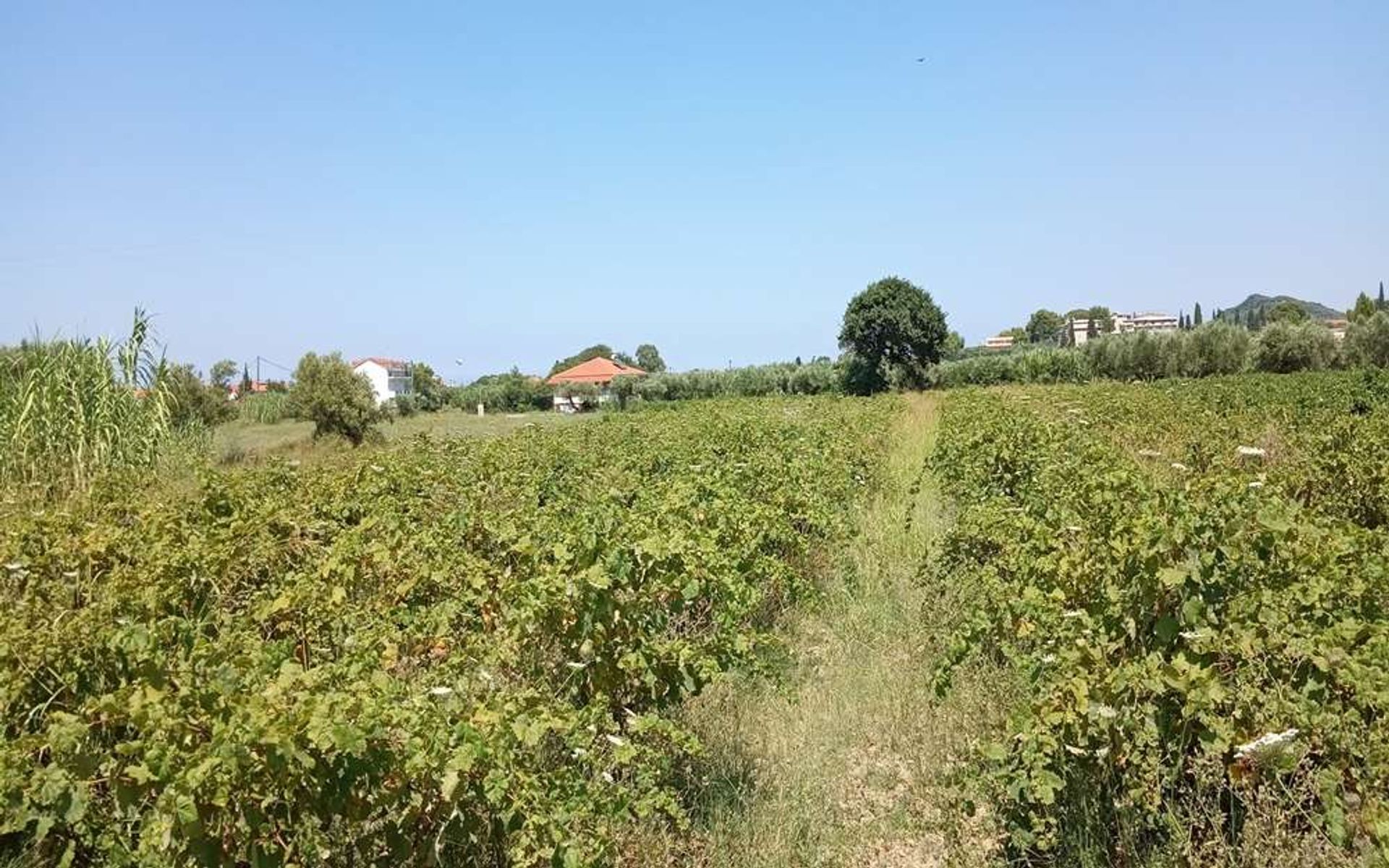 Land i Zakynthos, Zakinthos 10087655