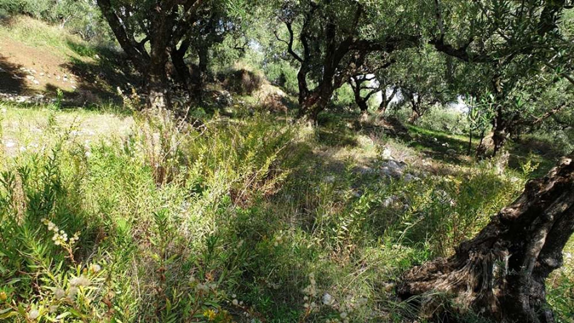 Land in Bochali, Ionië Nisia 10087656